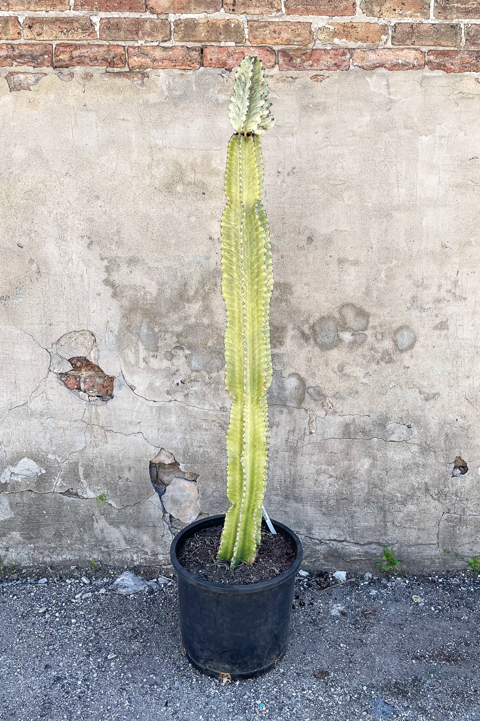 Large Euphorbia ammak potted in front of concrete wall ©Sprout Home