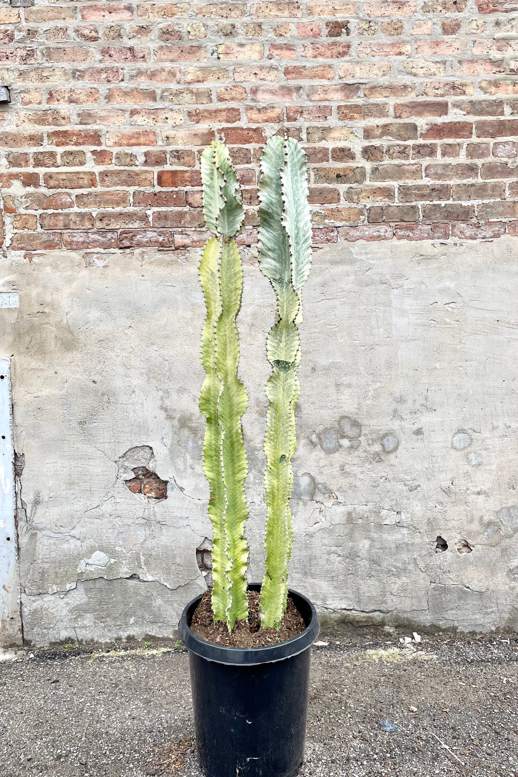 Euphorbia ammak 'Variegata' #15 black growers pot with variegated greenish blue cactus against a brick wall ©Sprout Home