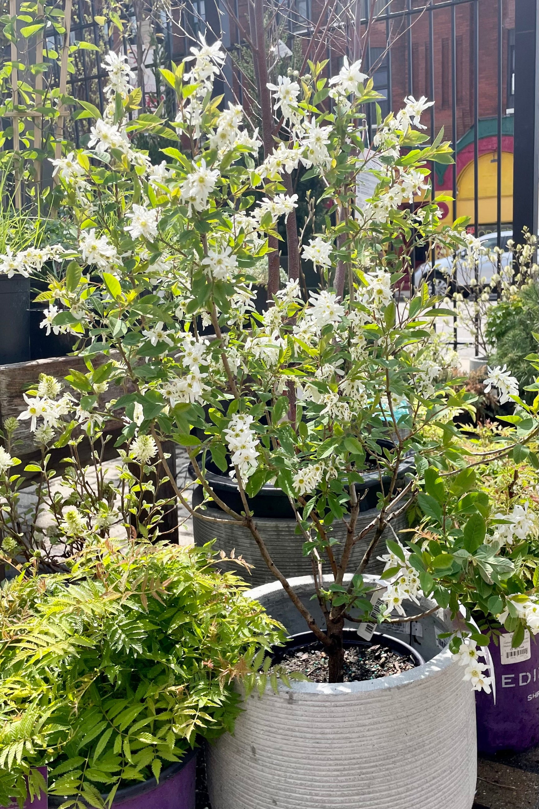An Exochorda 'Lotus Moon' in a #2 growers pot blooming in the middle of May in the Sprout Home garden. ©Sprout Home