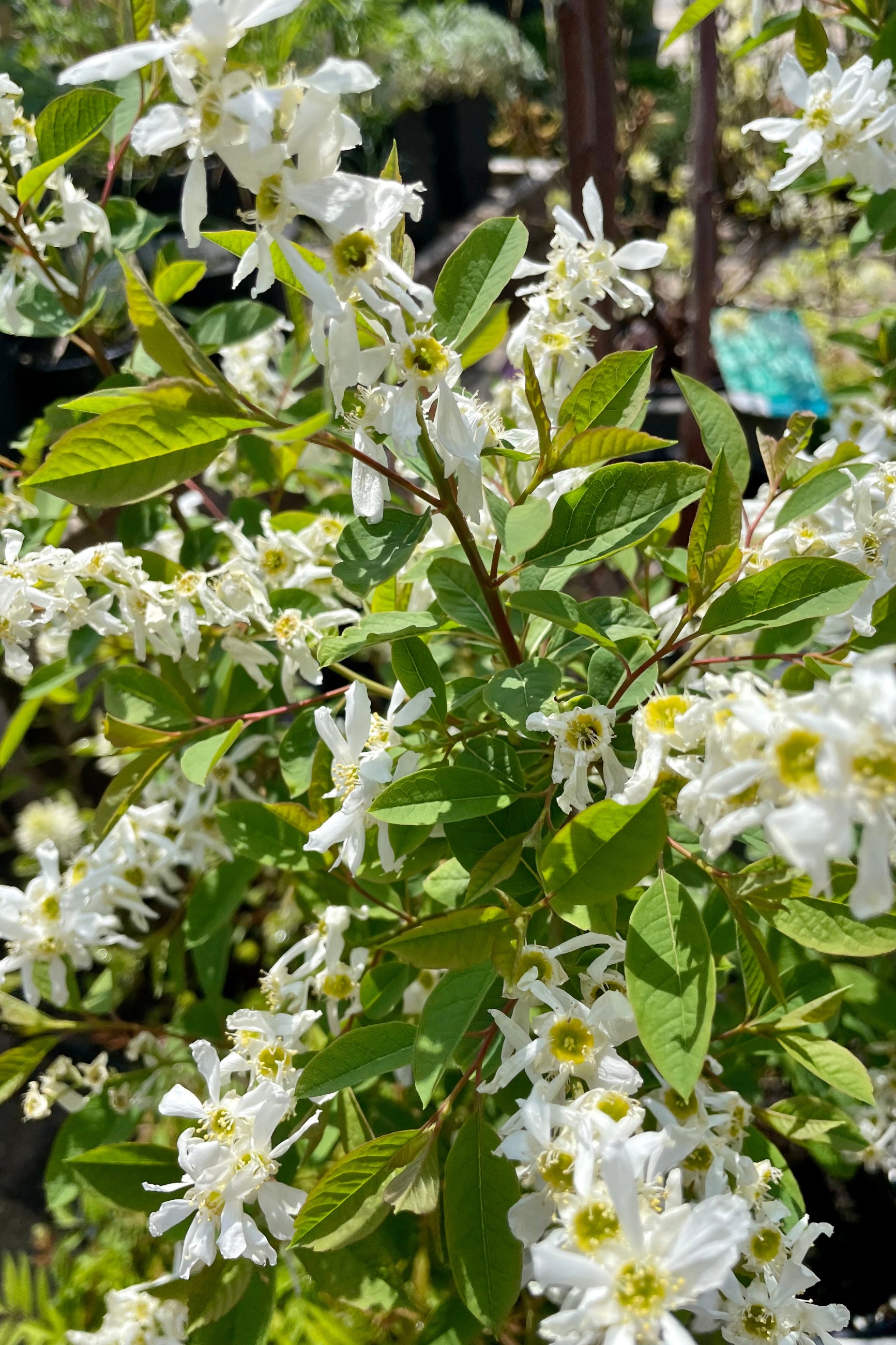 As close up picture of the white flowers of the Exochorda 'Lotus Moon' in the middle of May at Sprout Home. ©Sprout Home