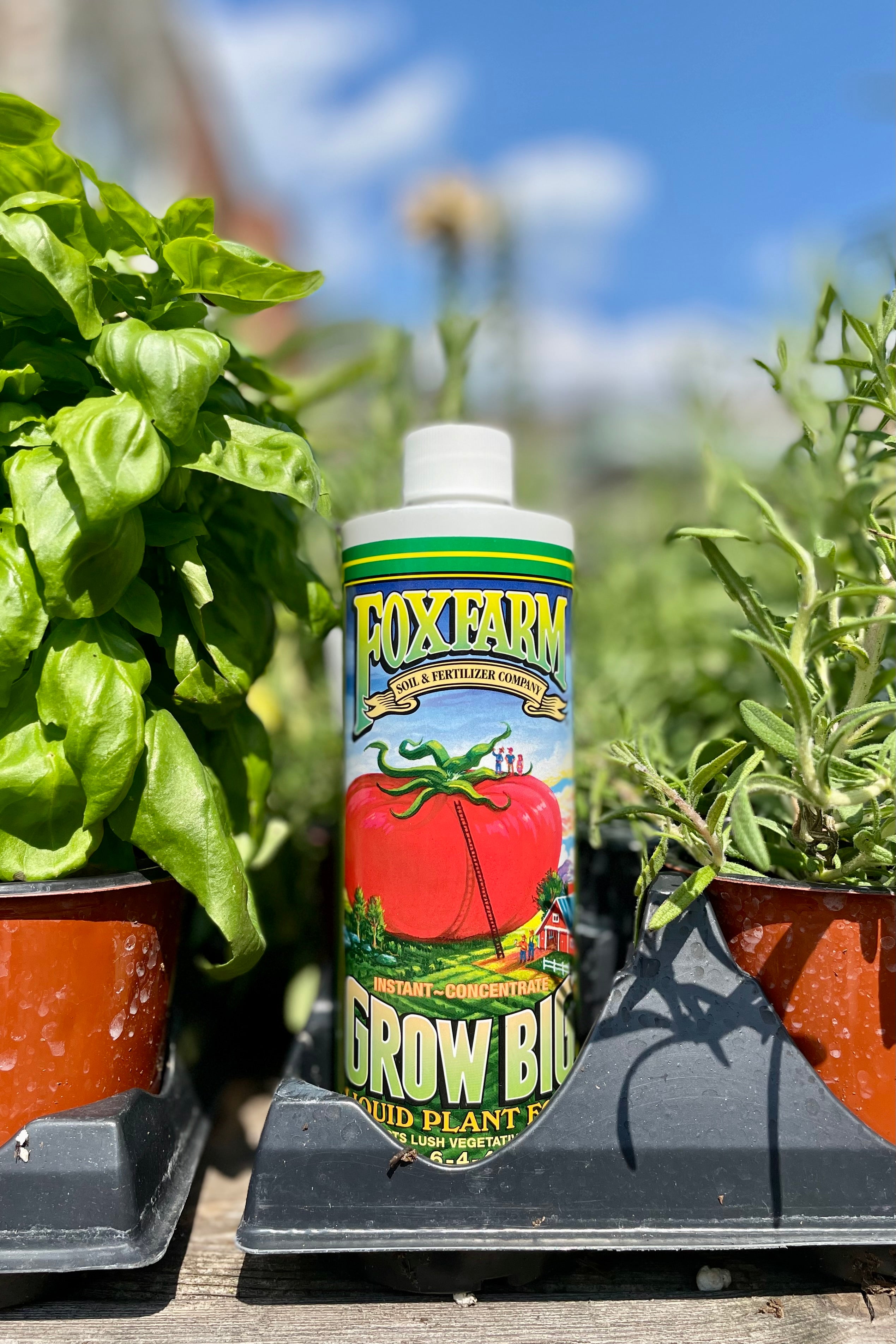 Detail of Grow Big Fertilizer FoxFarm 1pint in an herb container against sprout home's garden