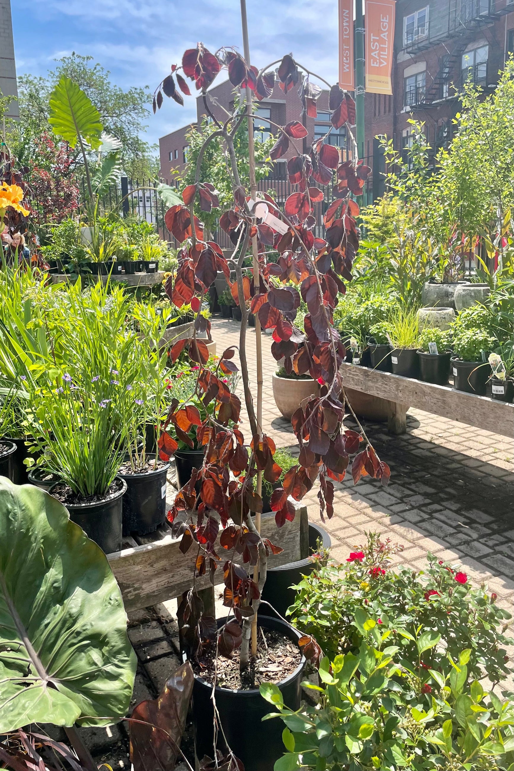 #3 Fagus 'Purple Fountain' tree at the end of May in the Sprout Home yard surrounded by various perennials and the blue sky in the background. ©Sprout Home