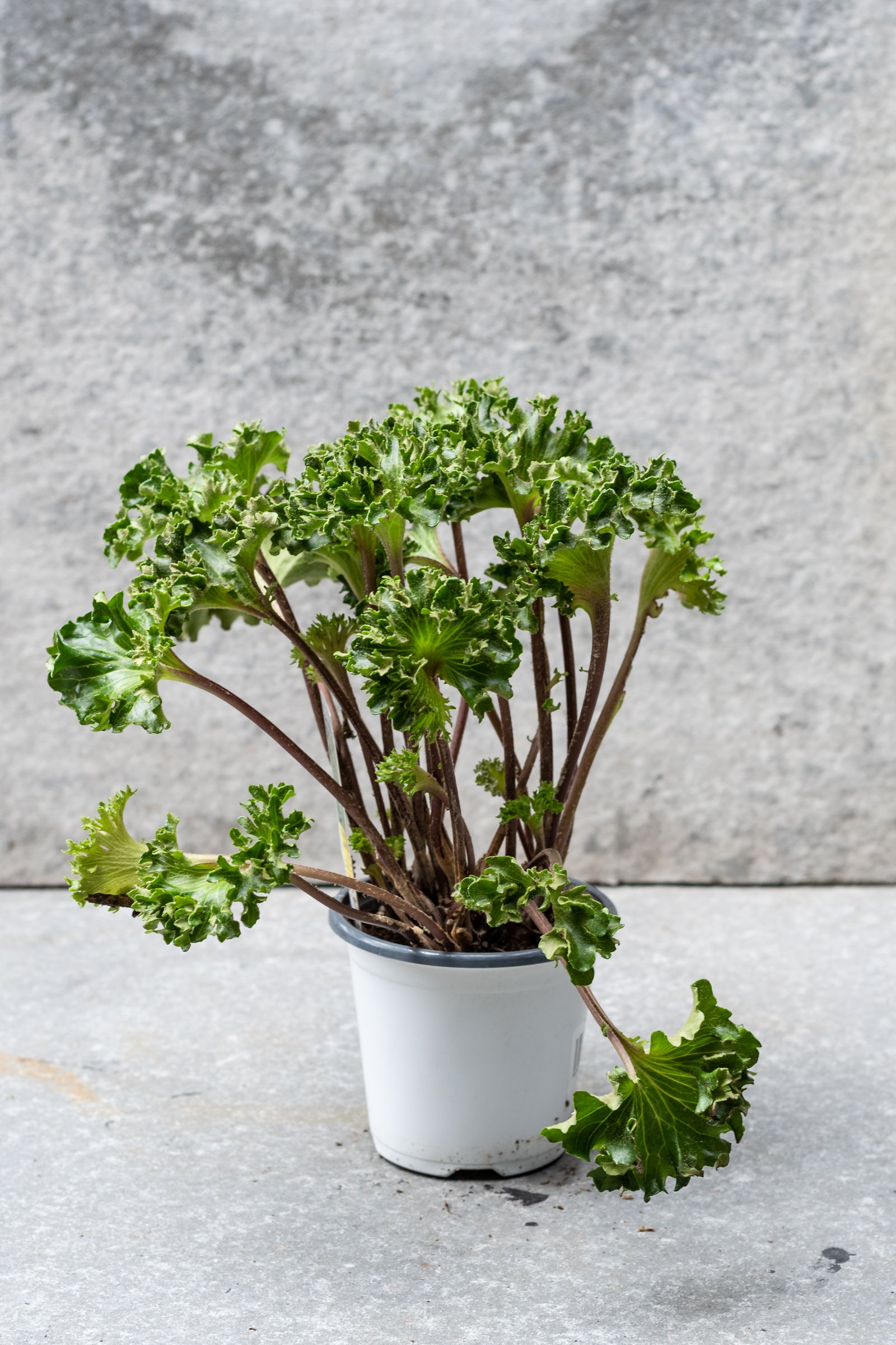 Farfugium 'Crispata' în a 4" growers pot standing tall against a cement backdrop ©Sprout Home