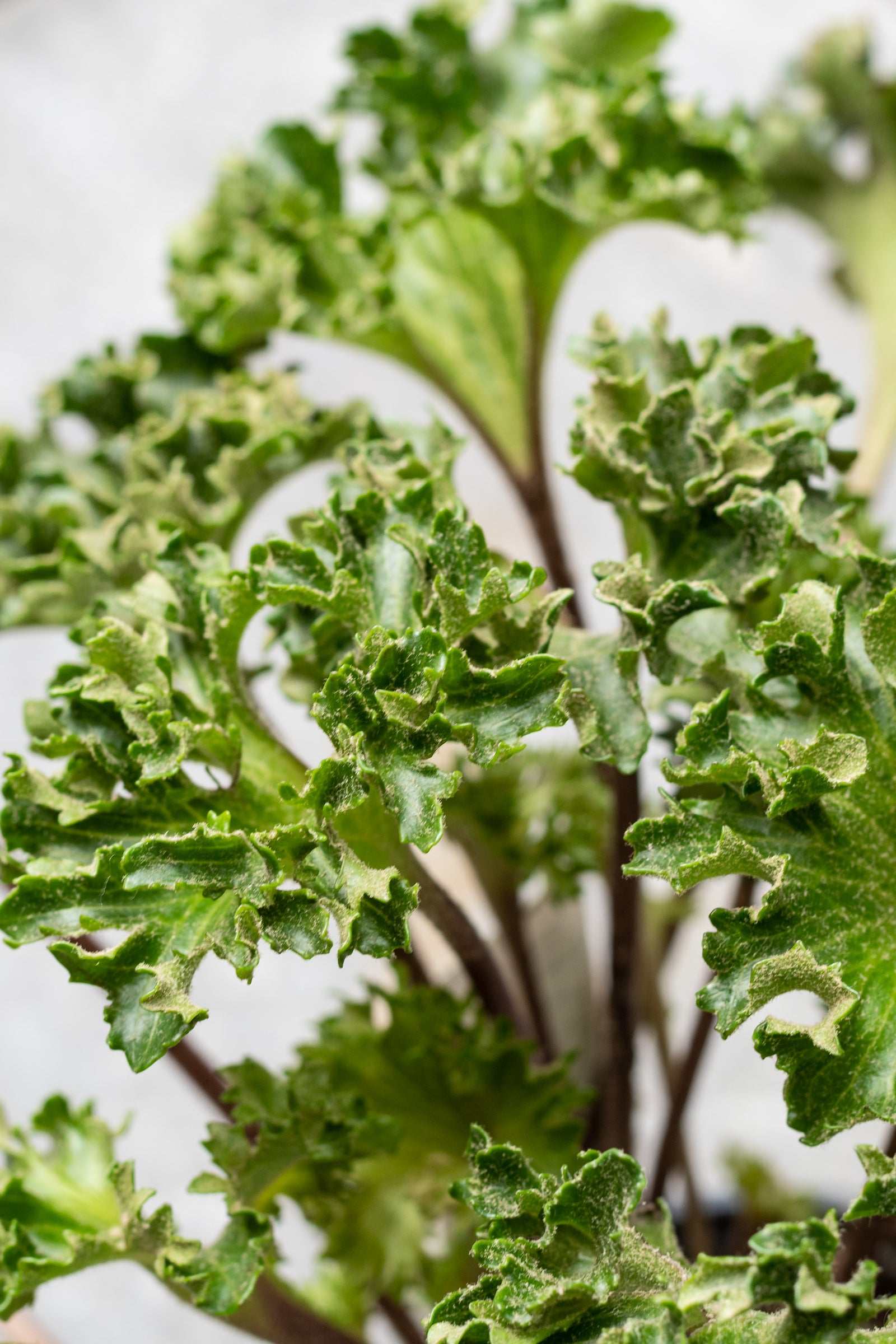 A close-up image of Farfugium japonicum 'Crispata' with round, leathery, green leaves and stems. ©Sprout Home
