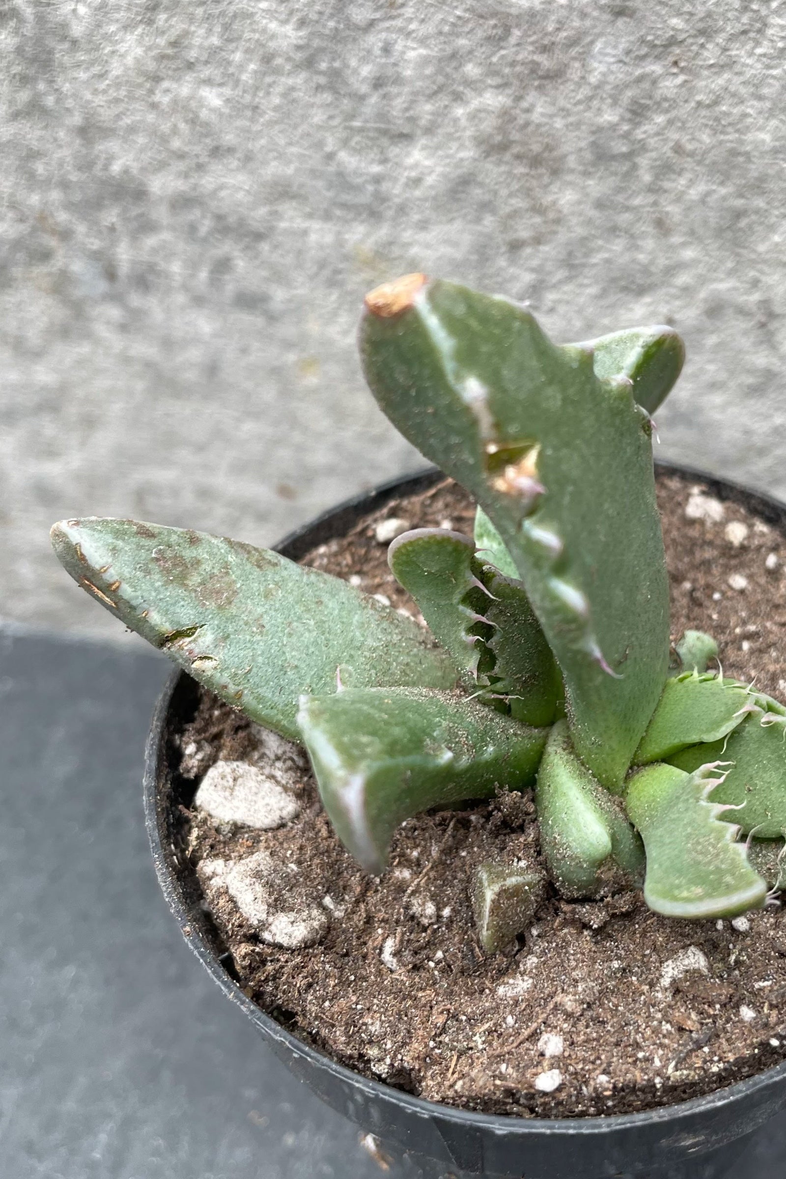A potted Faucaria tigrina plant, commonly known as 'Tiger Jaws', with triangular green leaves and a yellow flower bud visible. ©Sprout Home