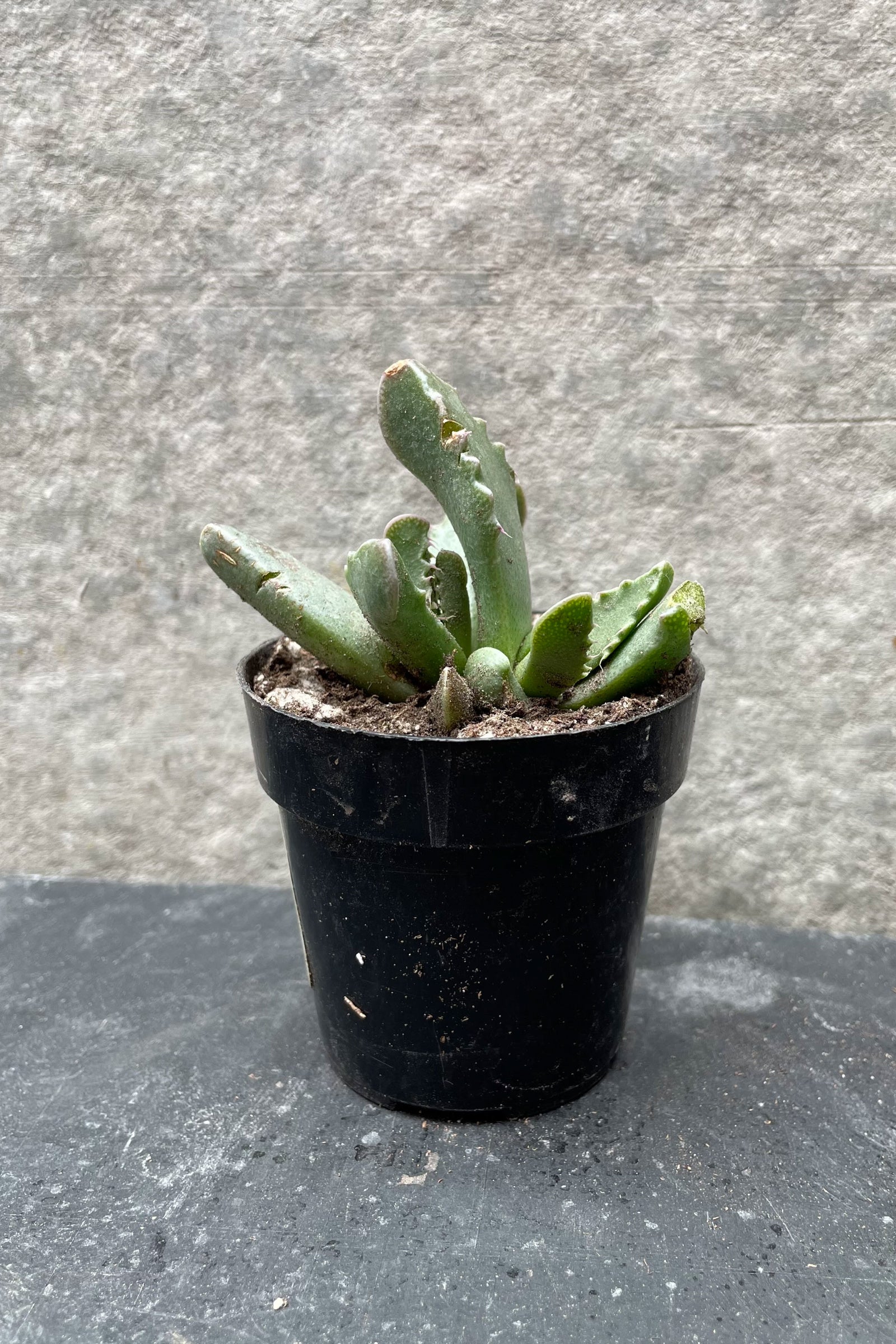 Faucaria "Tiger Jaws" plant in a 2.5" container against a gray wall ©Sprout Home