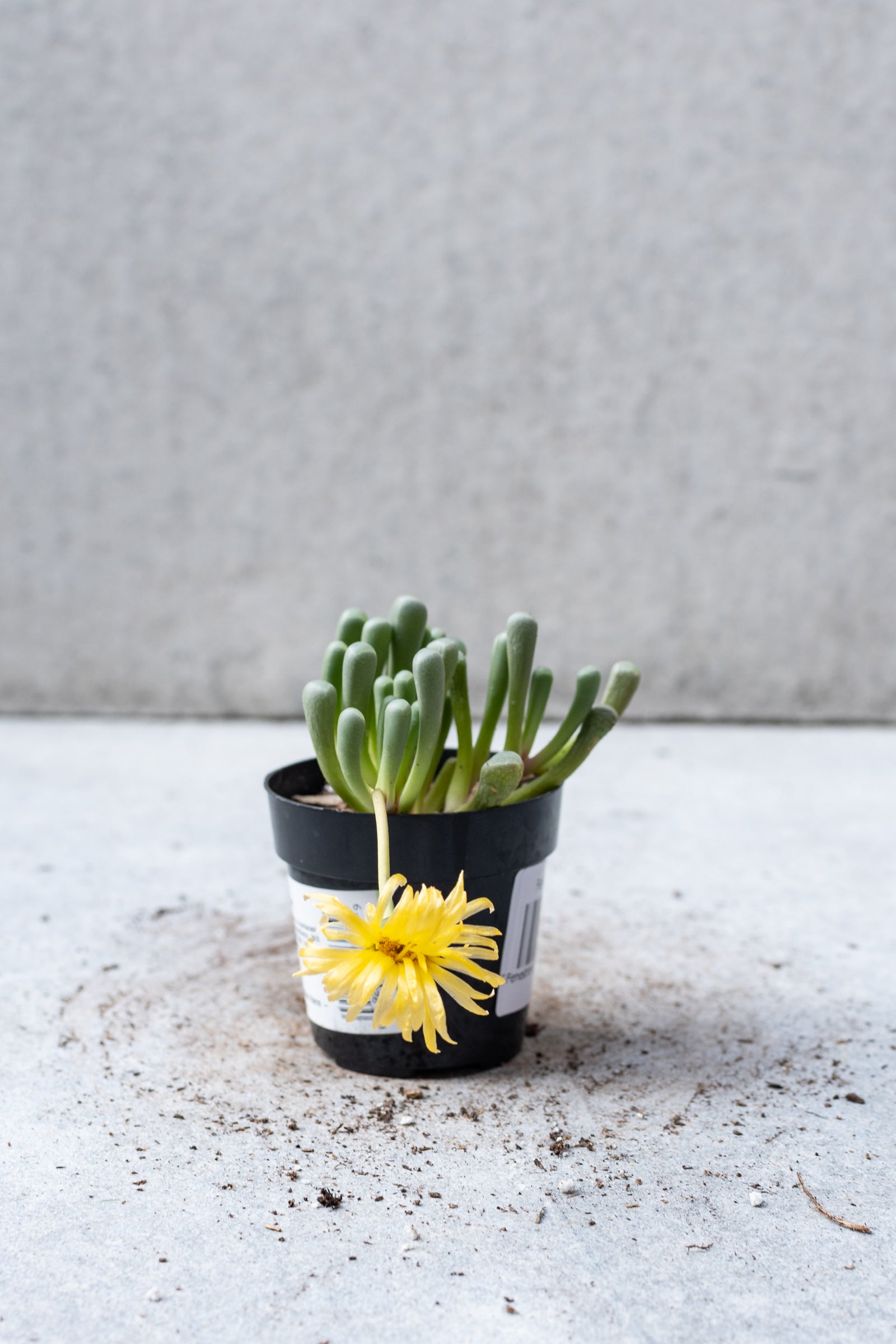 Fenestraria aurantianca succulent with it's yellow bloom. ©Sprout Home