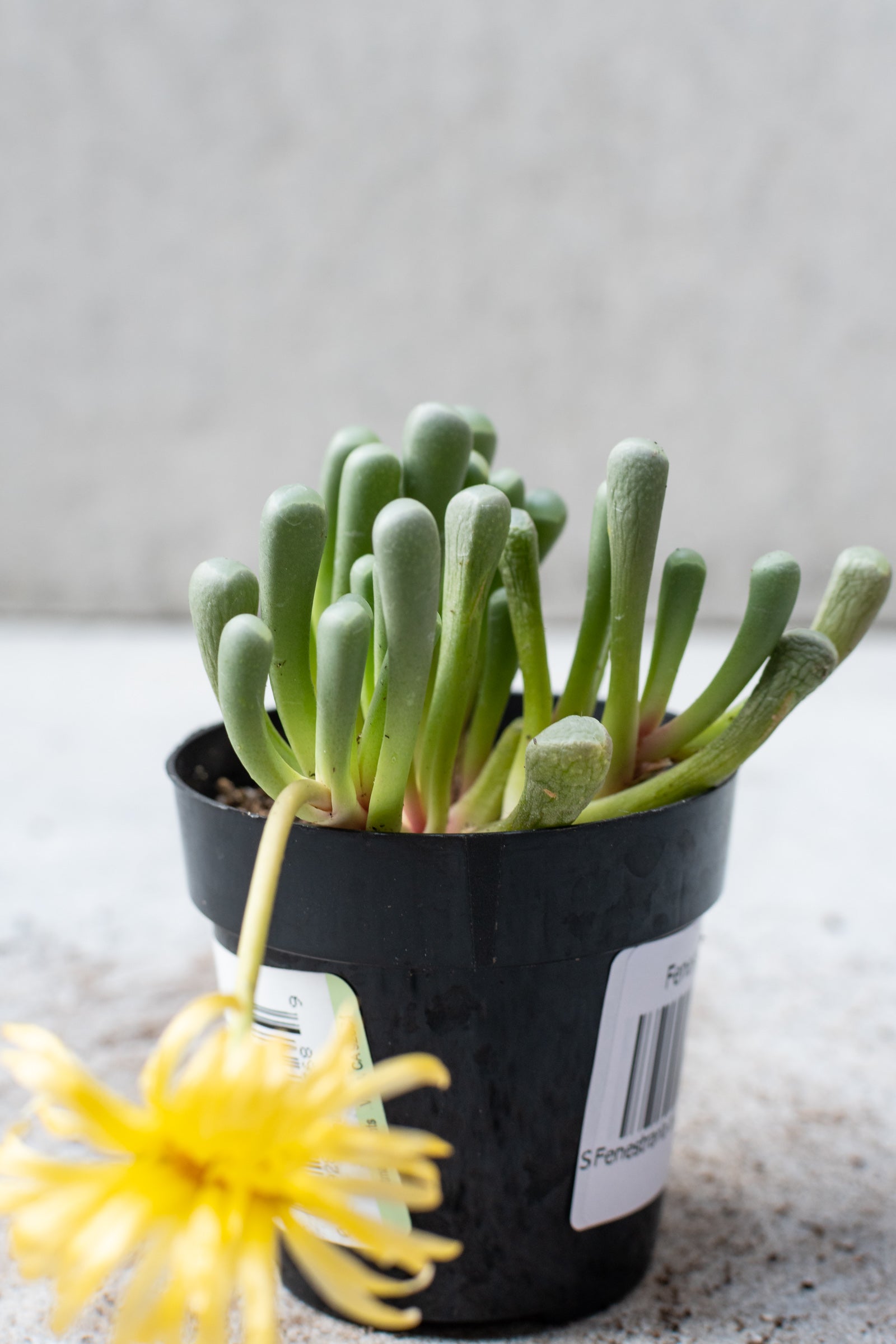 Fenestraria aurantiaca plant against a grey wall in bloom. ©Sprout Home