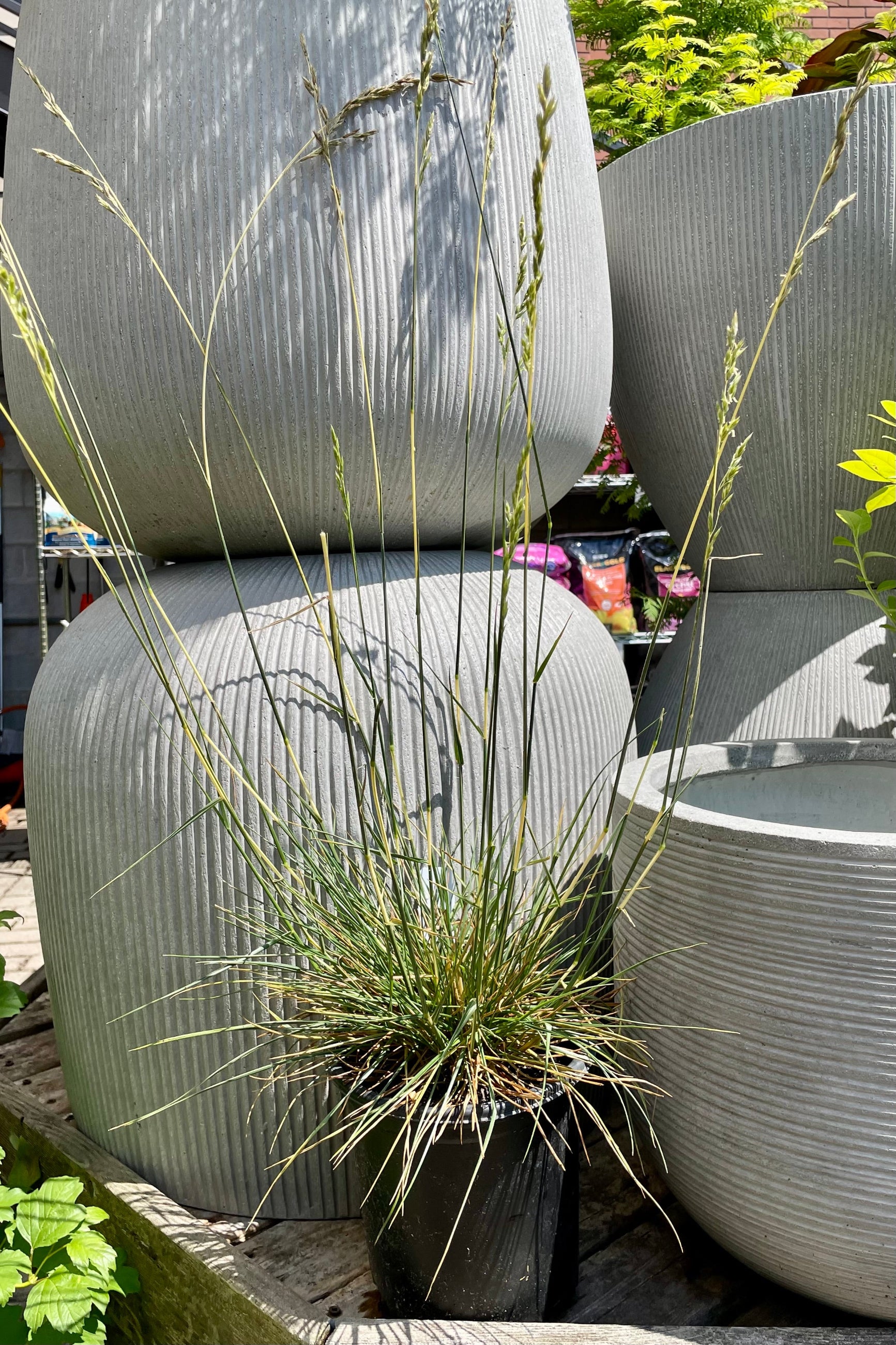 #1 pot size of Festuca 'Glow Sticks' in bloom the beginning of August in front of decorative pots. ©Sprout Home