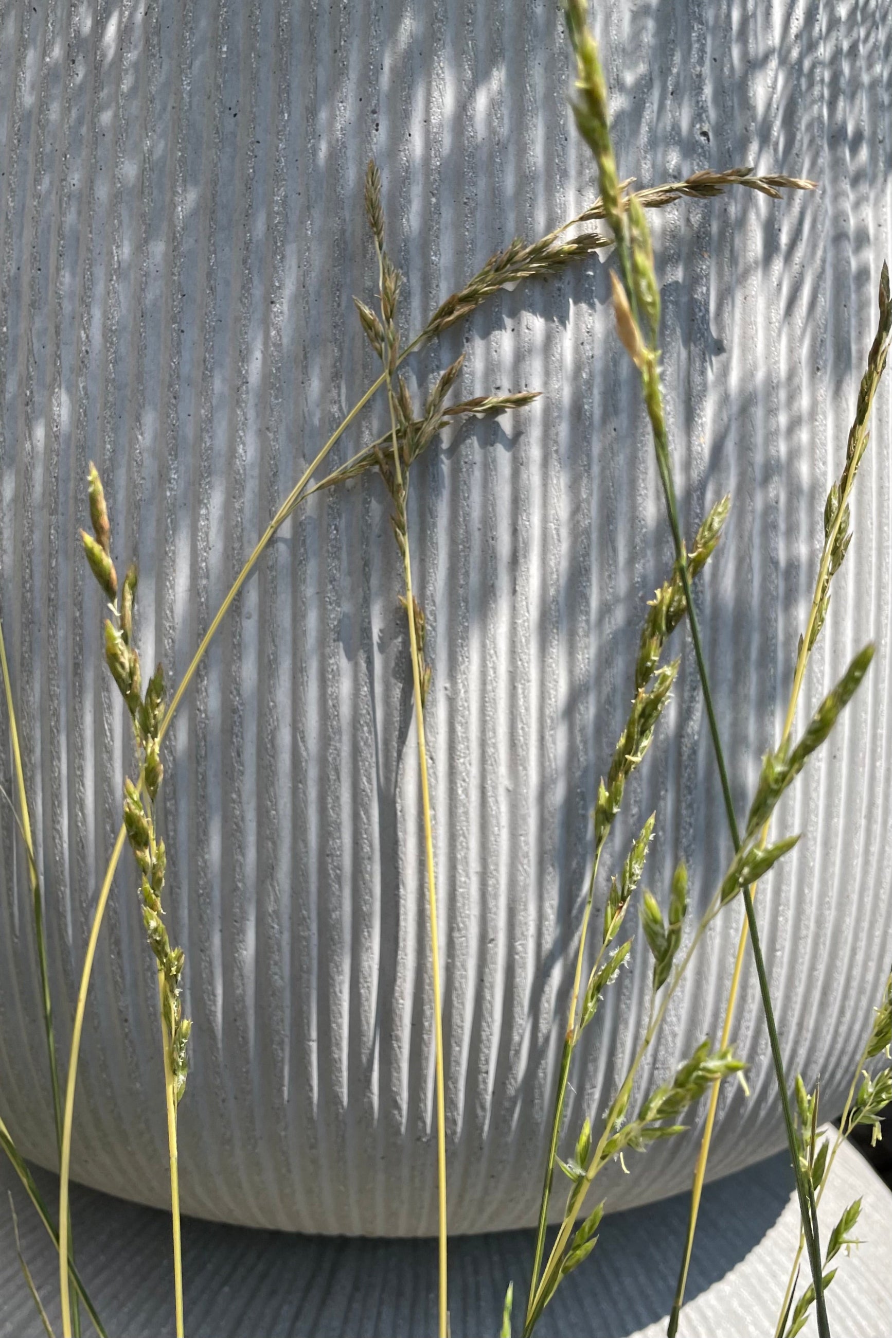 The ochre colored blooms of the 'Glow Sticks' fescue grass the beginning of August in front of a vertically ridged container. ©Sprout Home