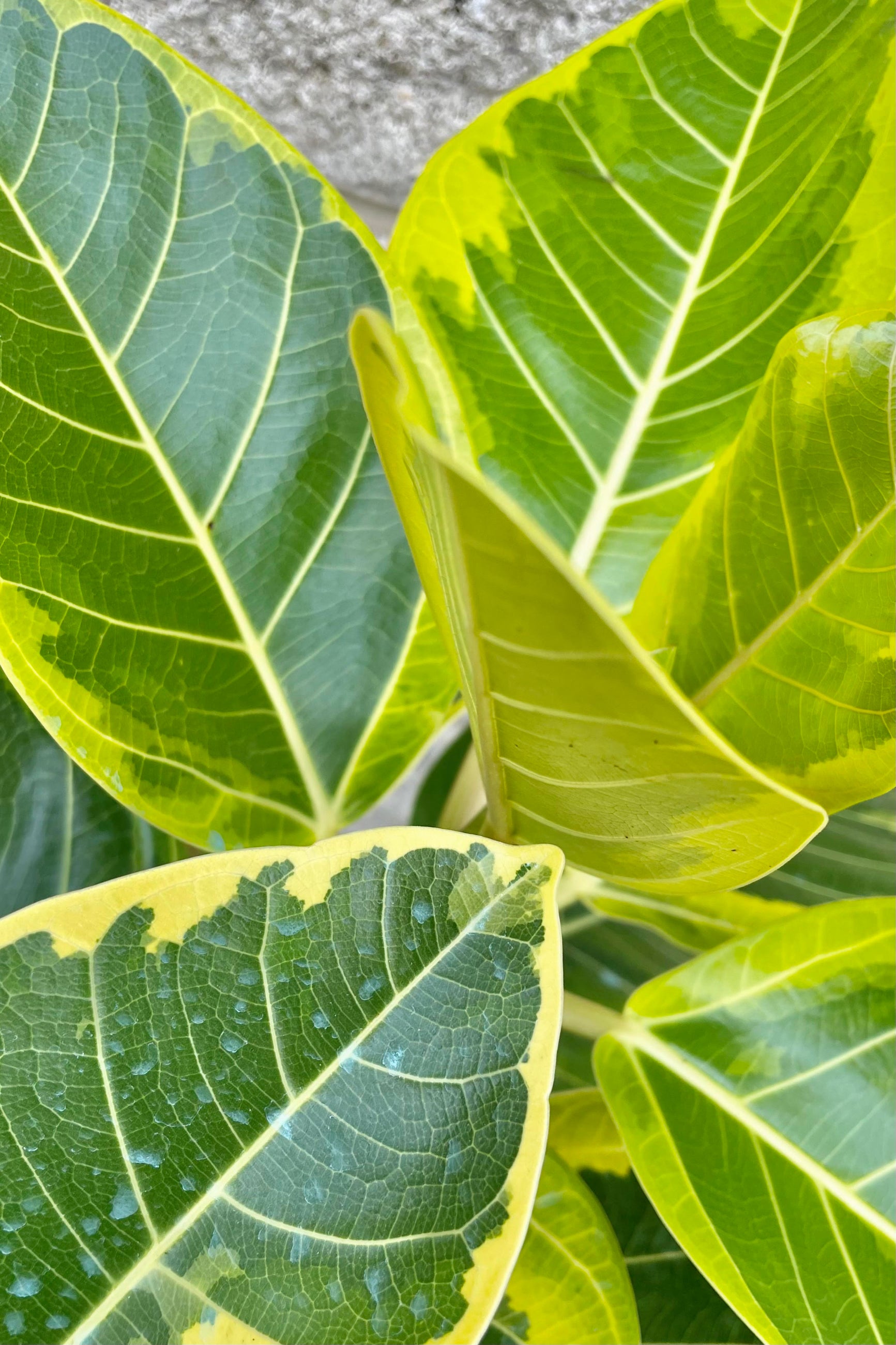 A detailed look at the Ficus altissima 'Golden Gem' 10" ©Sprout Home