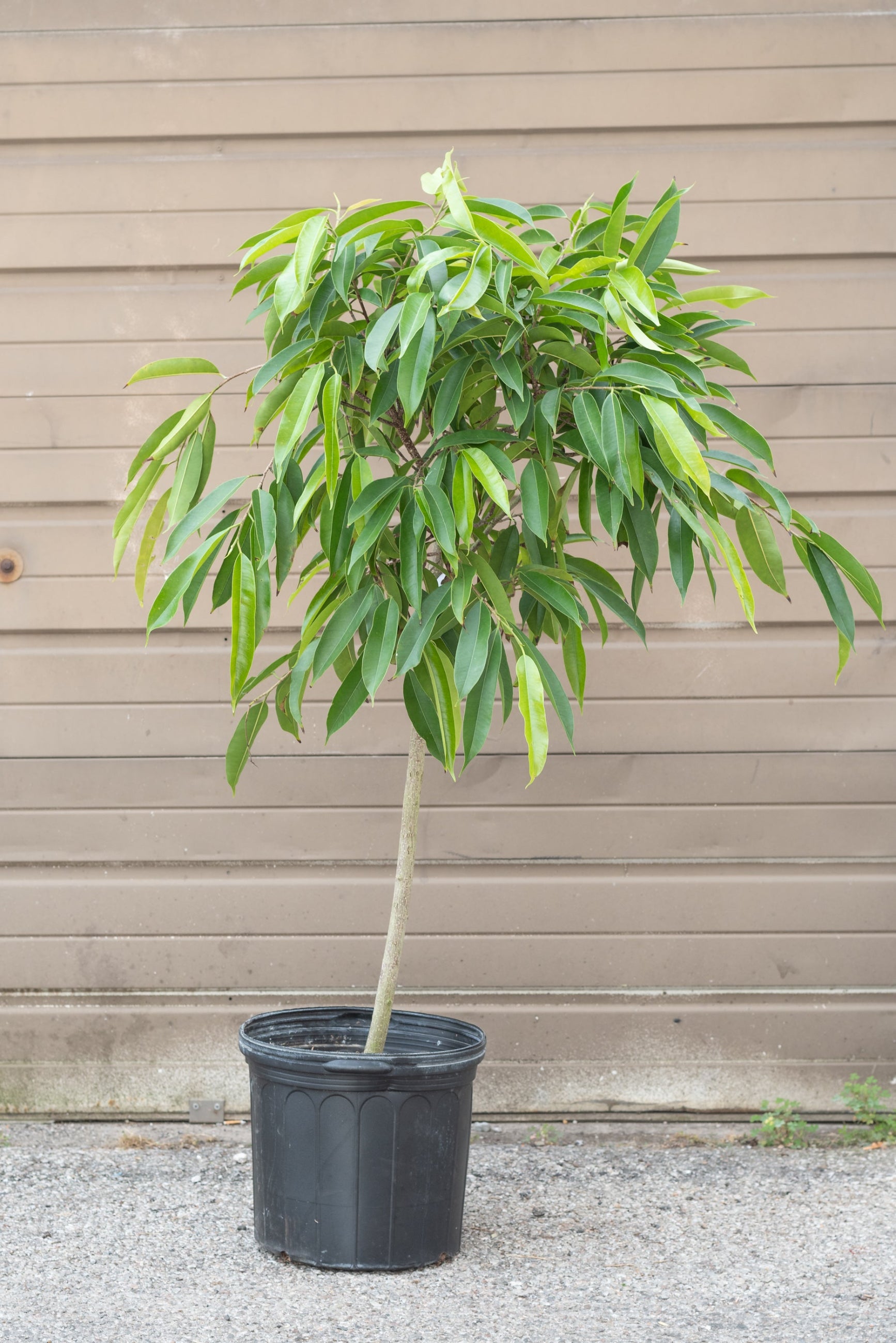 Ficus 'Amstel King' in grow pot in front of brown garage door ©Sprout Home