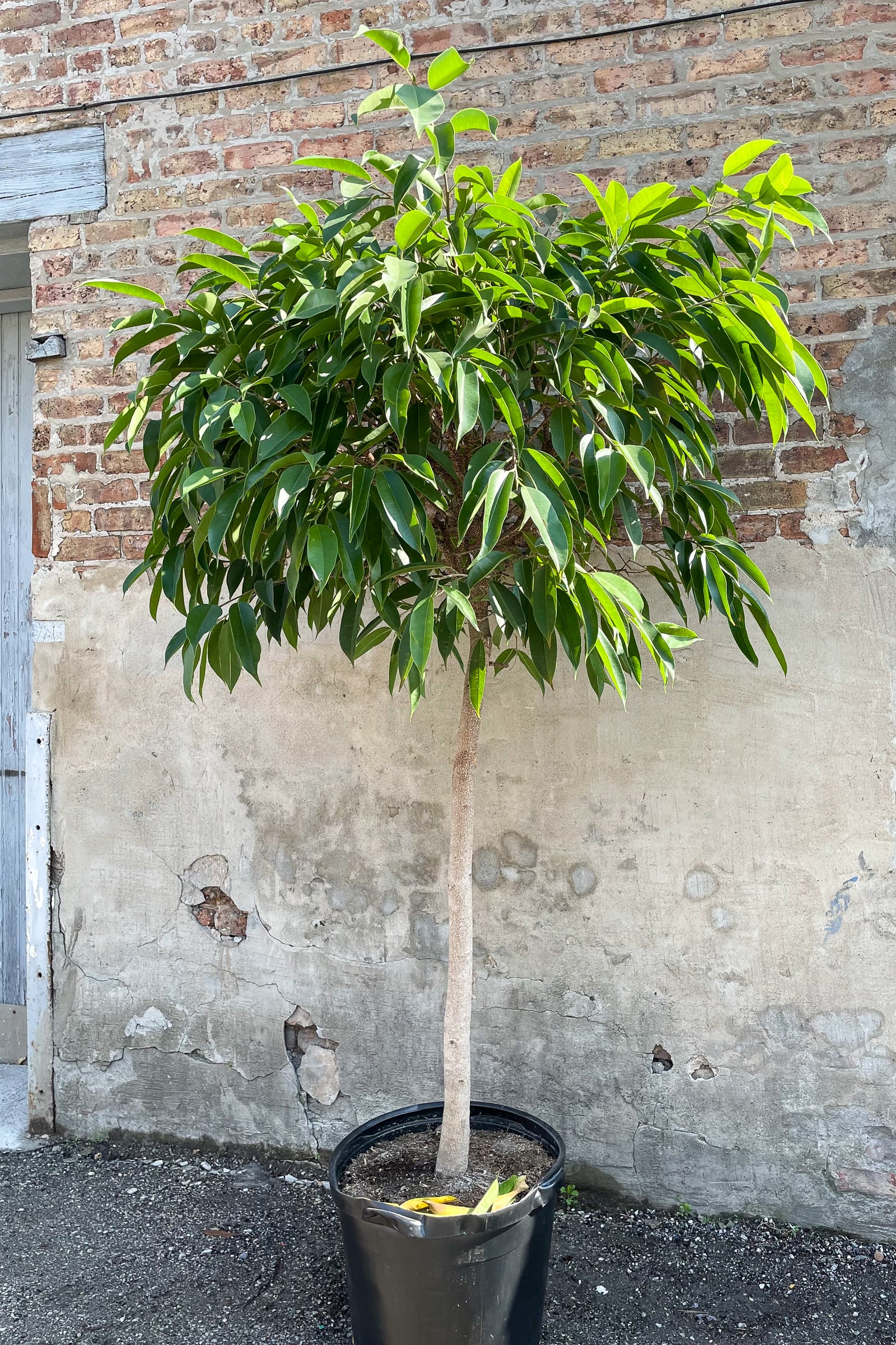 Photo of Ficus Amstel King at Sprout Home against brick wall showing trunk and arbor