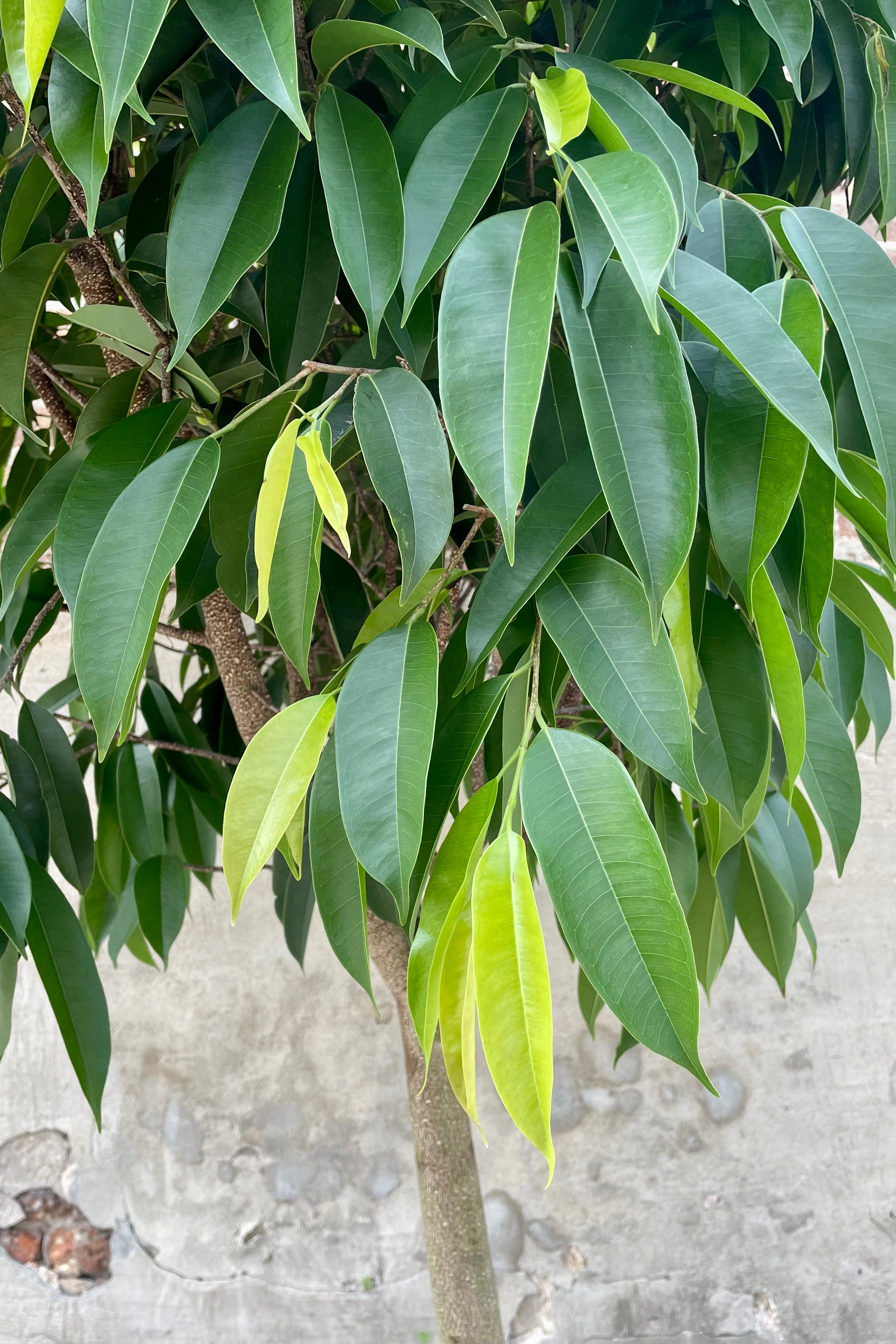 Photo of long green leaves of Ficus Amstel King at Sprout Home