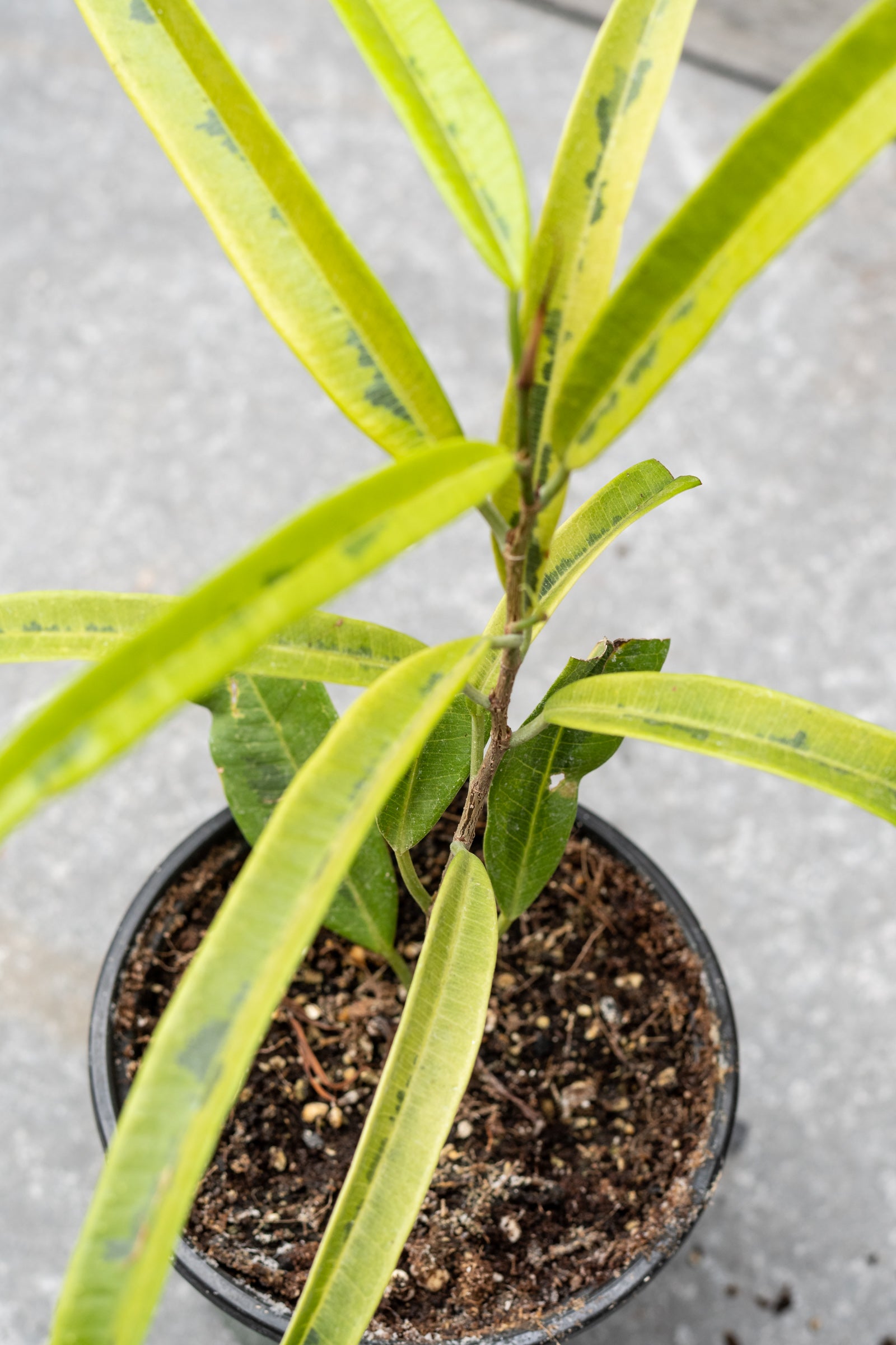 Ficus maclellandii 'Alii Variegated' 4