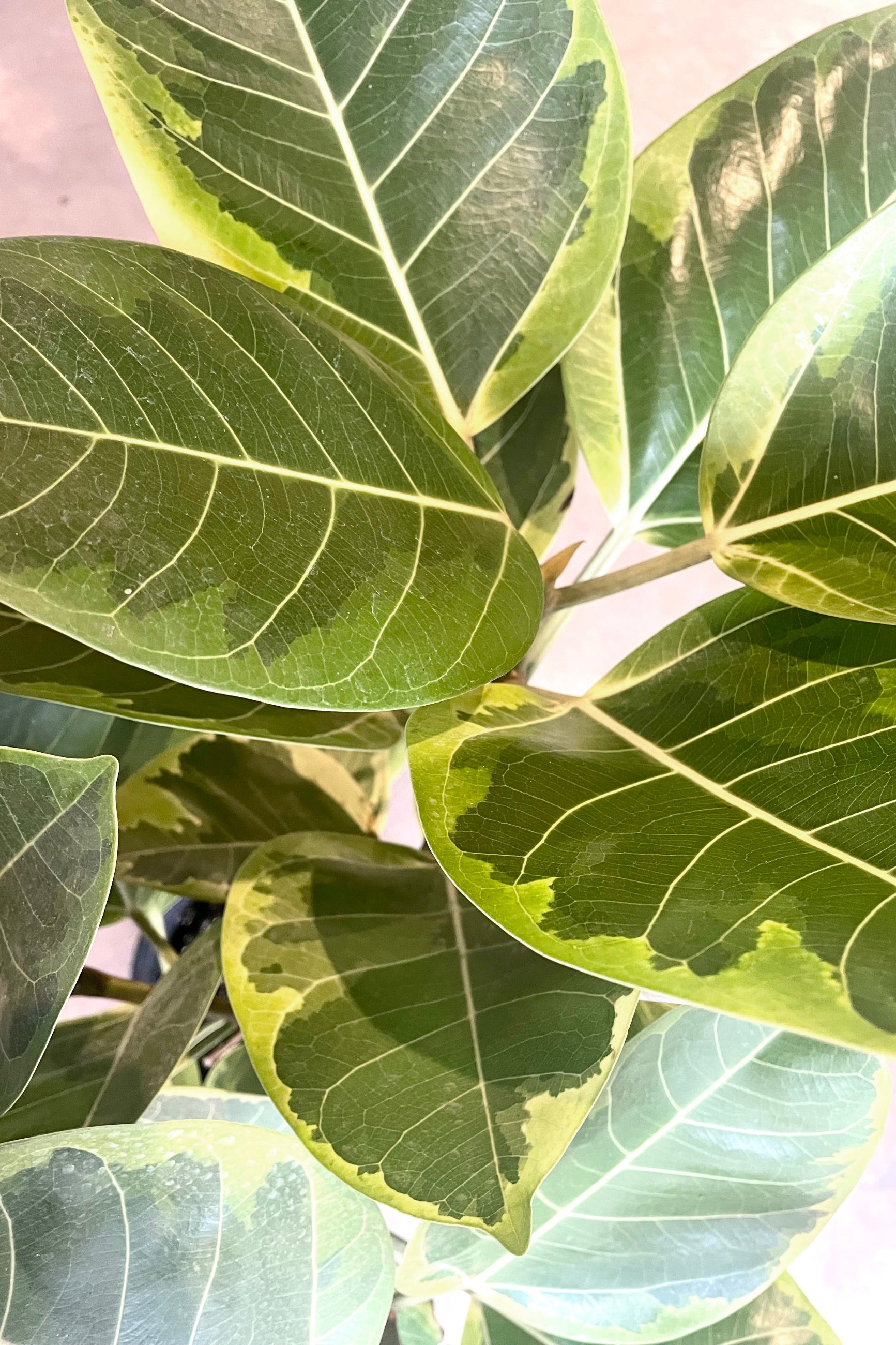 A detailed view of Ficus altissima 10" ©Sprout Home