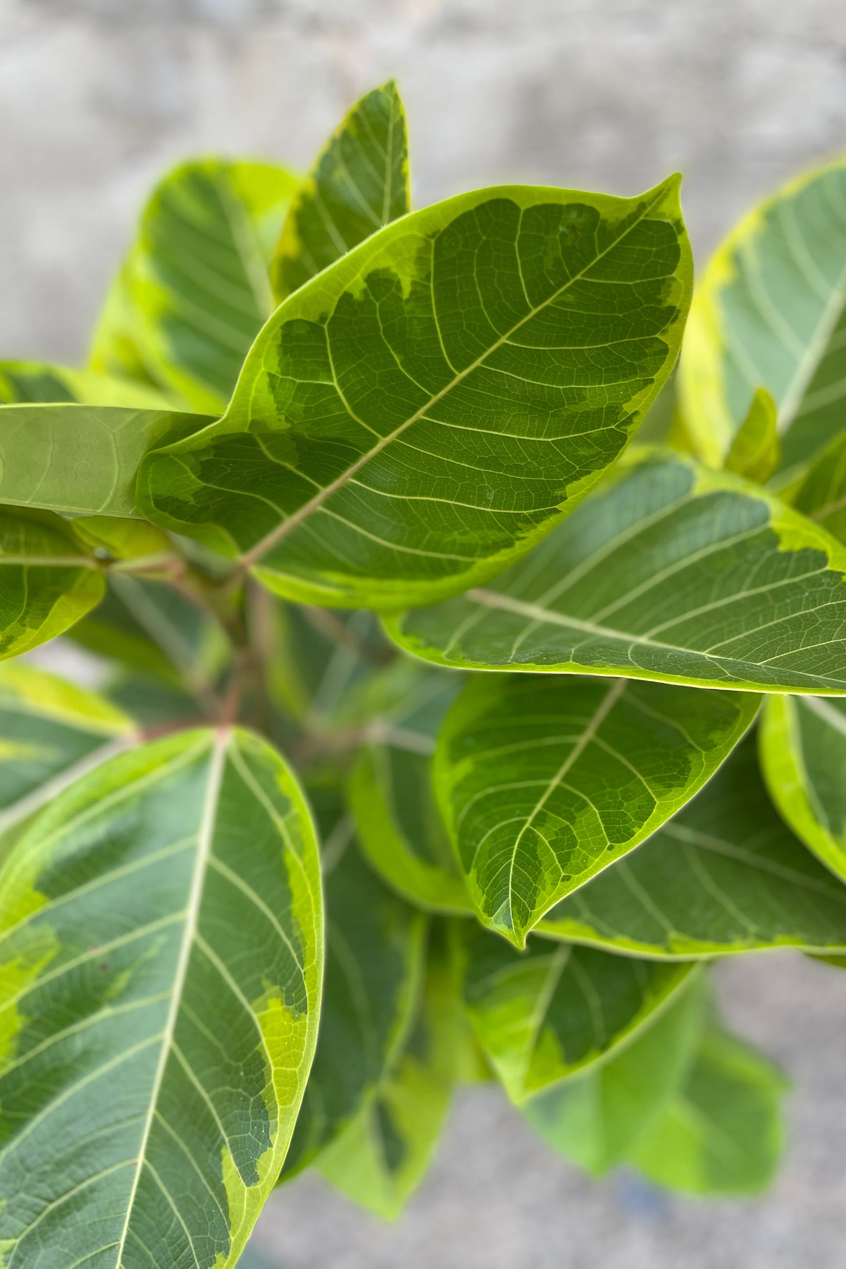 Close up of Ficus altissima 'Golden Gem' leaves ©Sprout Home