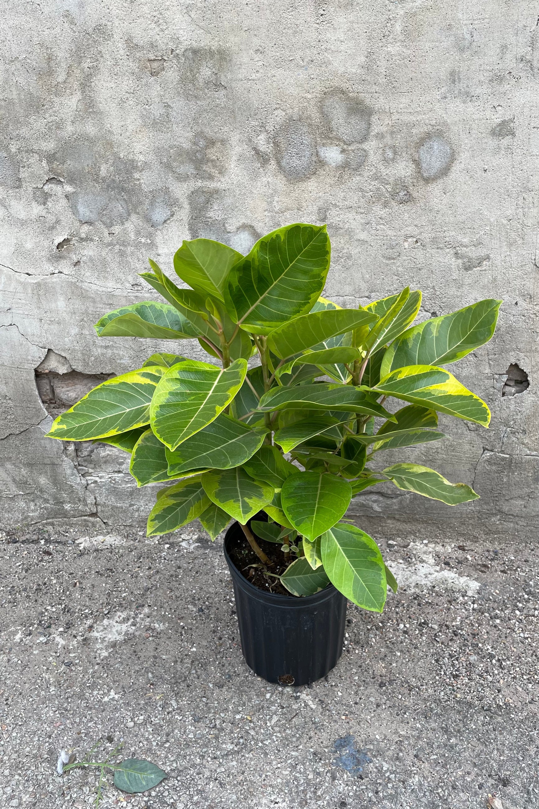 Ficus altissima 'Golden Gem' in grow pot in front of concrete background ©Sprout Home
