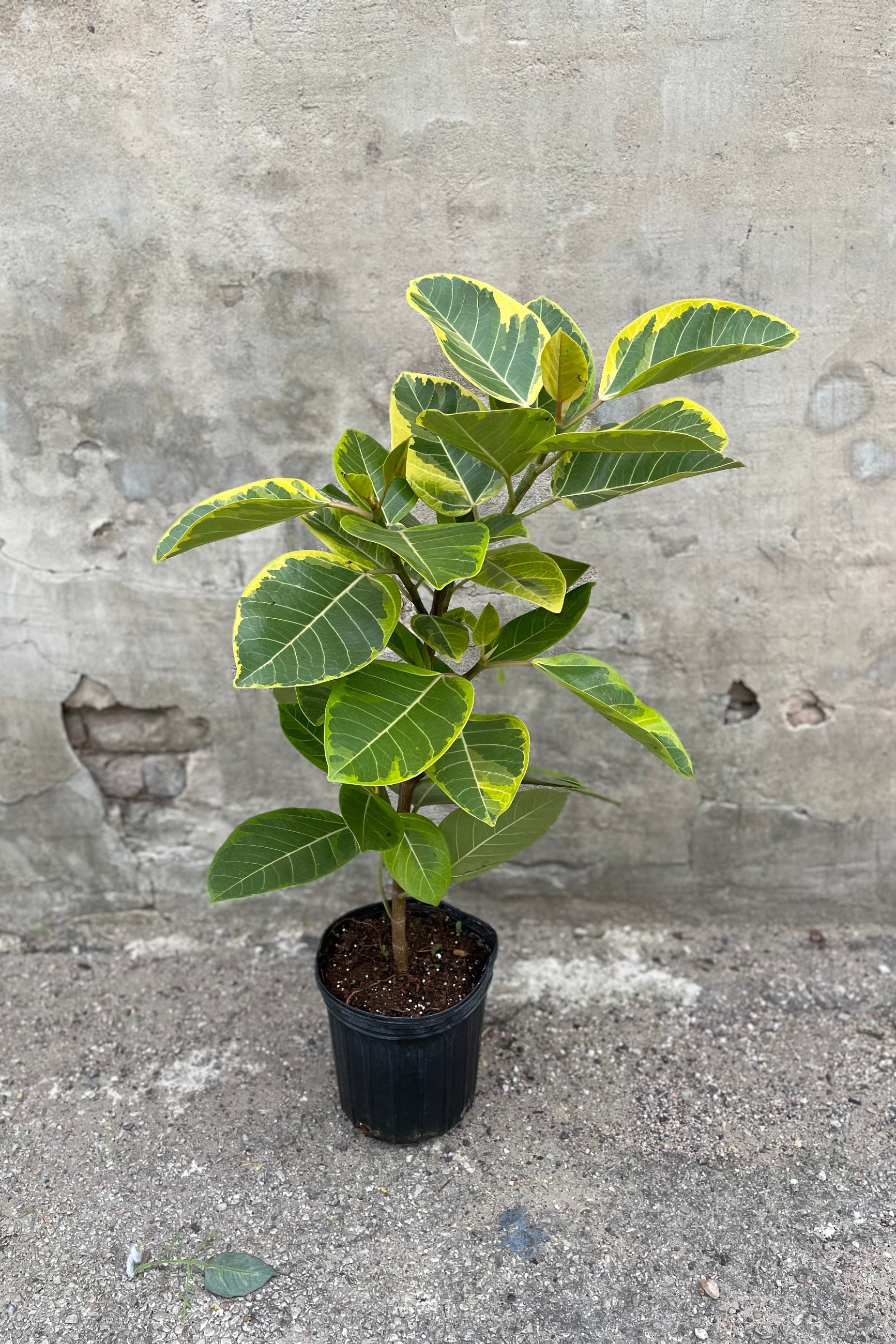 Ficus altissima 'Golden Gem' standard form in grow pot in front of concrete background ©Sprout Home