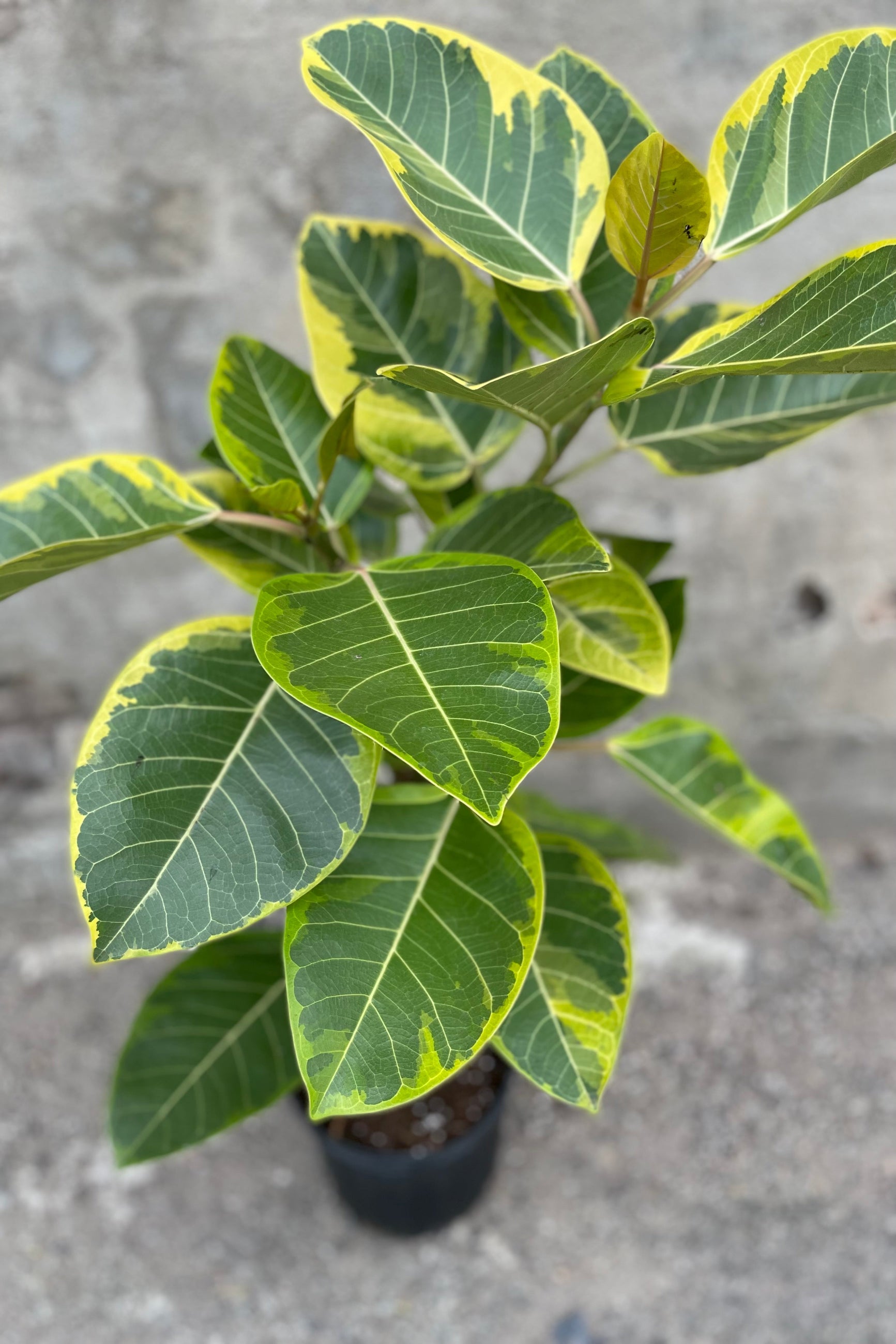 Close up of Ficus altissima 'Golden Gem' leaves ©Sprout Home