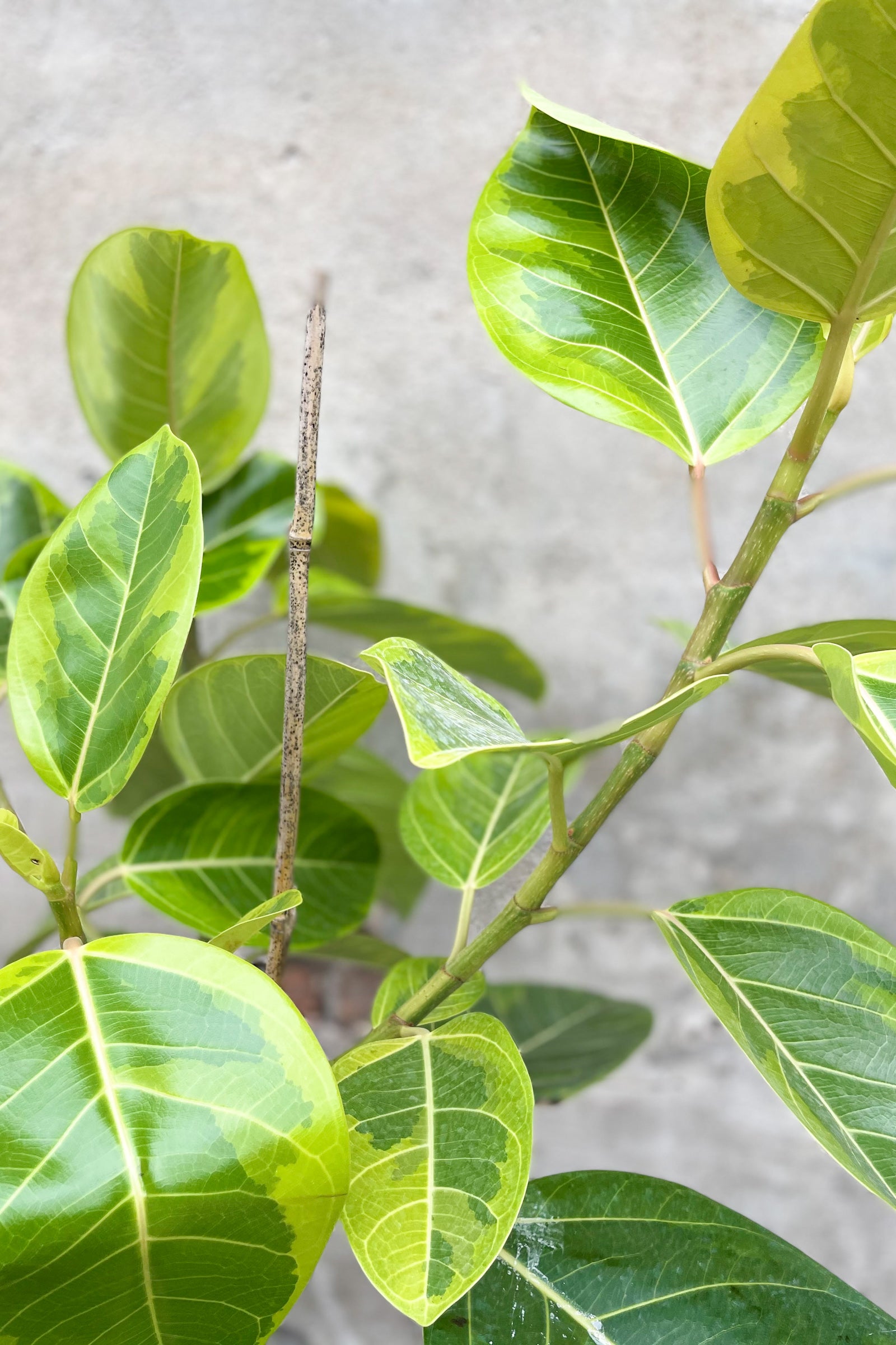 Ficus 'Yellow Gem' leaves up close with their chartreuse and yellow variegation ©Sprout Home