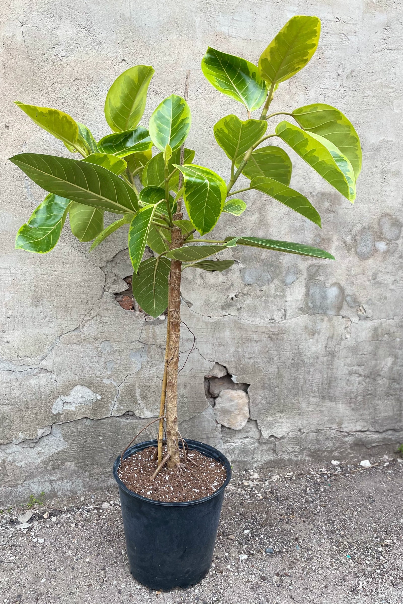 Ficus 'Yellow Gem' tree in a 10" growers pot against a gray wall ©Sprout Home