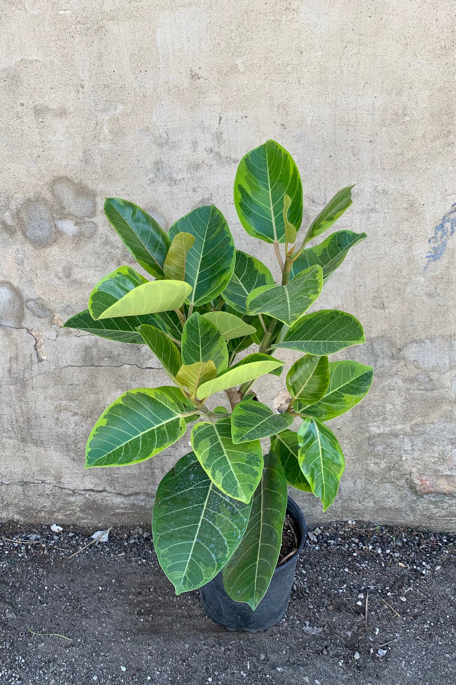 Ficus altissima 'Yellow Gem' standard in a 10" pot. ©Sprout Home