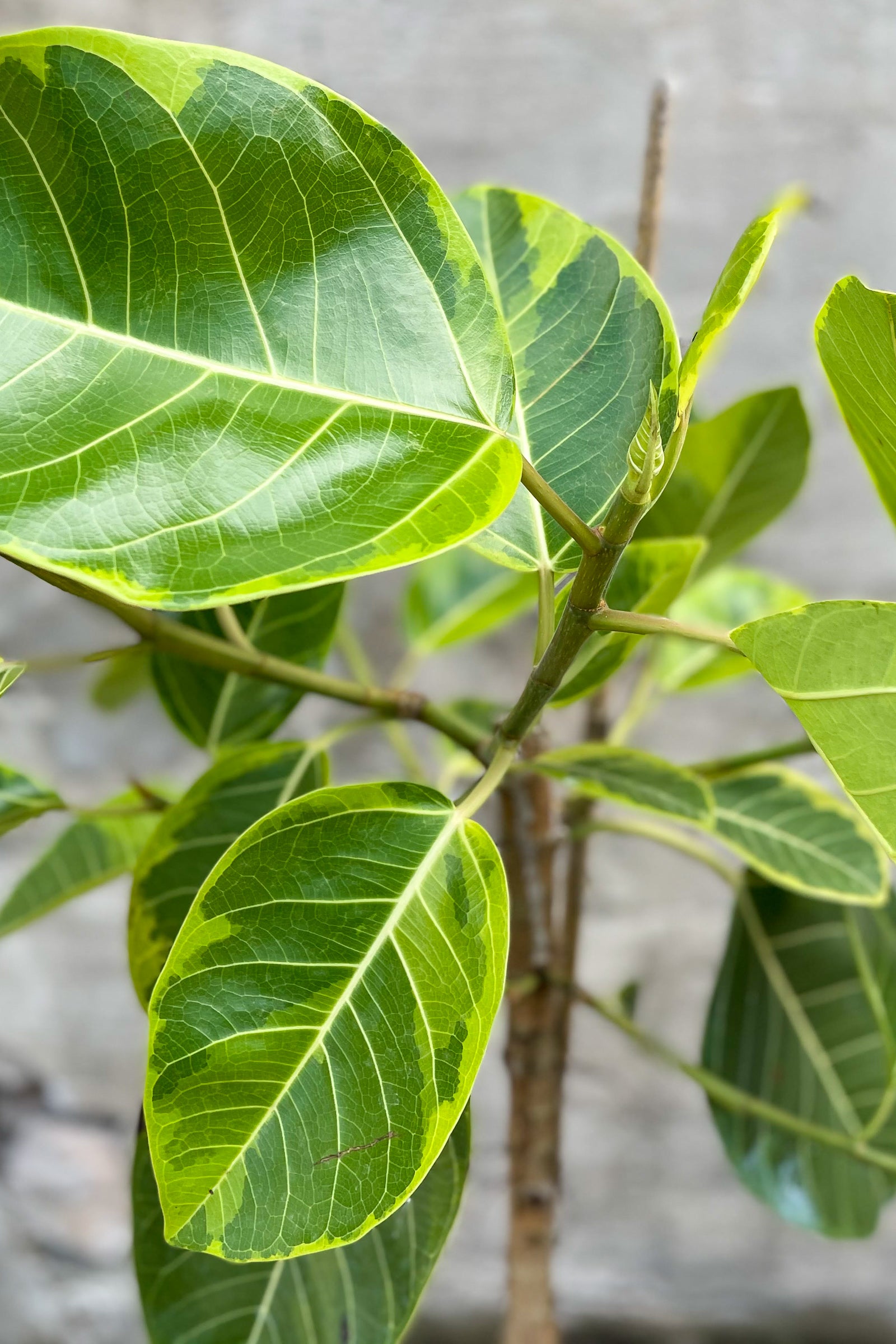 Close up Ficus Altissima 'Yellow Gem' foliage ©Sprout Home