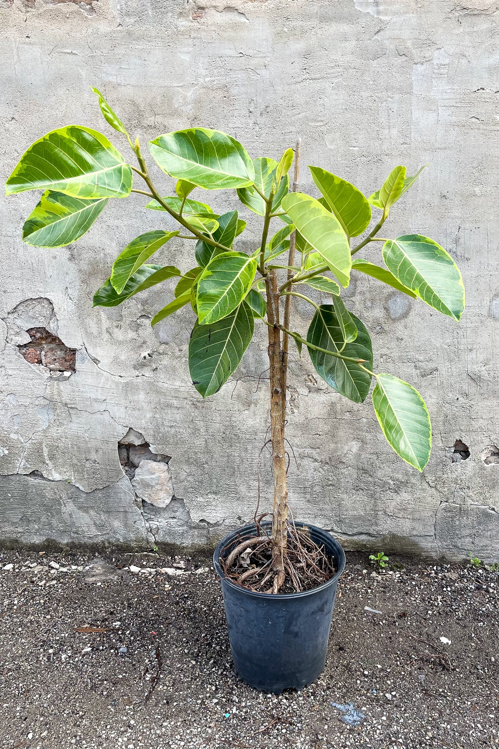 Ficus altissima 'Yellow Gem" 12" in front of concrete wall ©Sprout Home