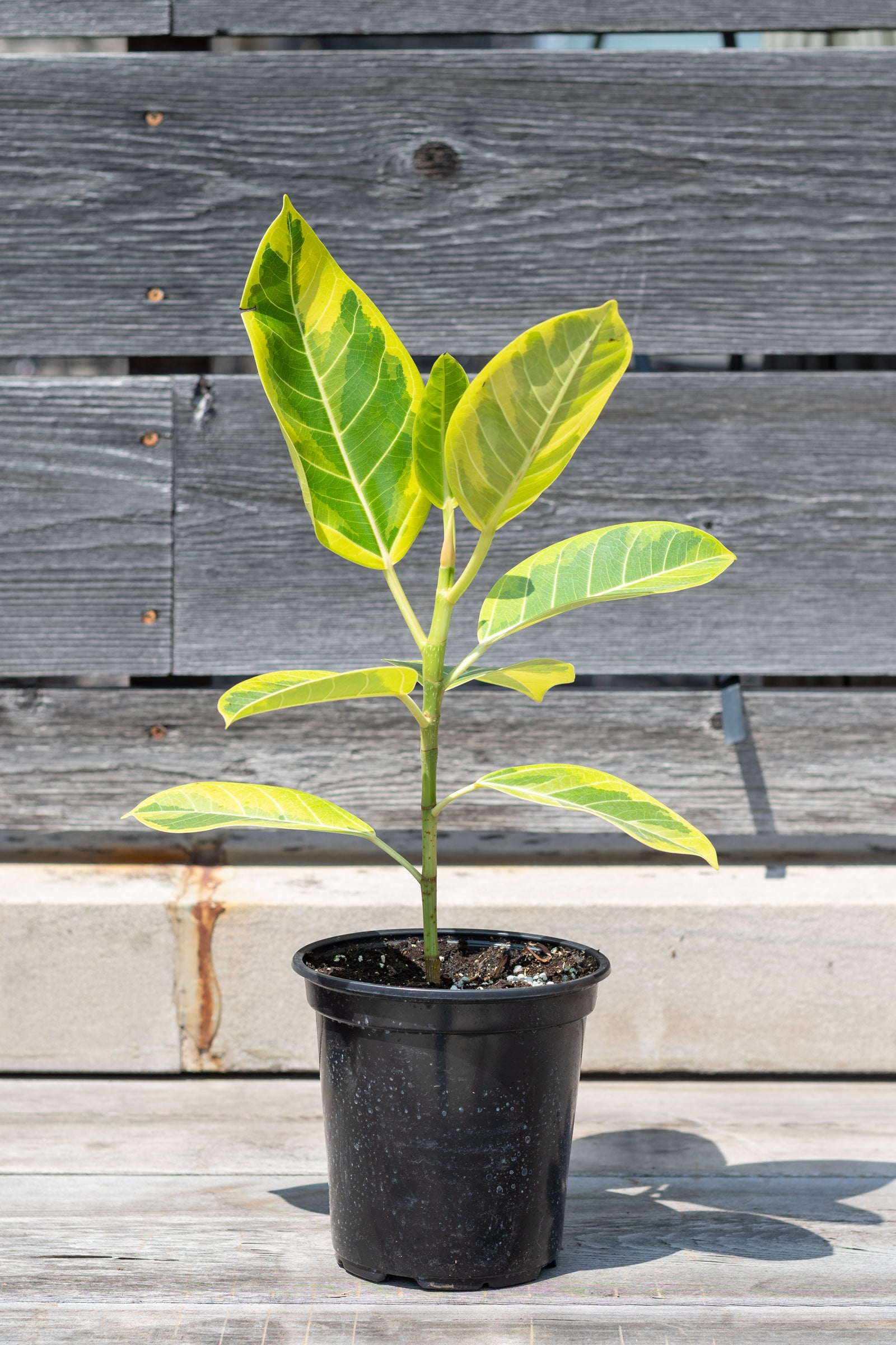 Ficus altissima 'Yellow Gem' in front of grey wood wall