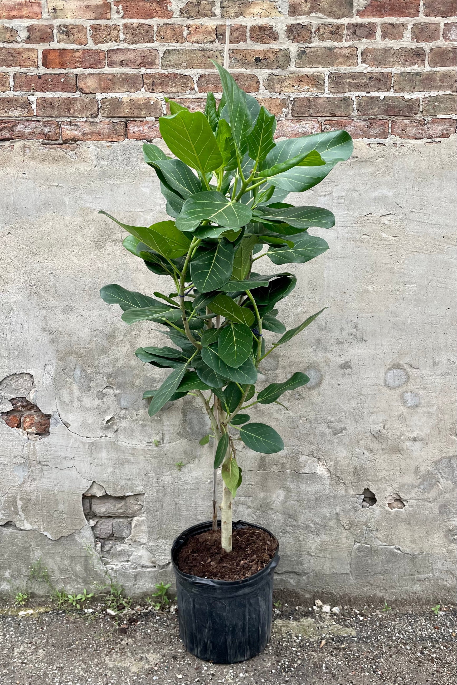 Ficus benghalensis 'Audrey' standard form 14" black growers pot with against a grey wall with brick ©Sprout Home