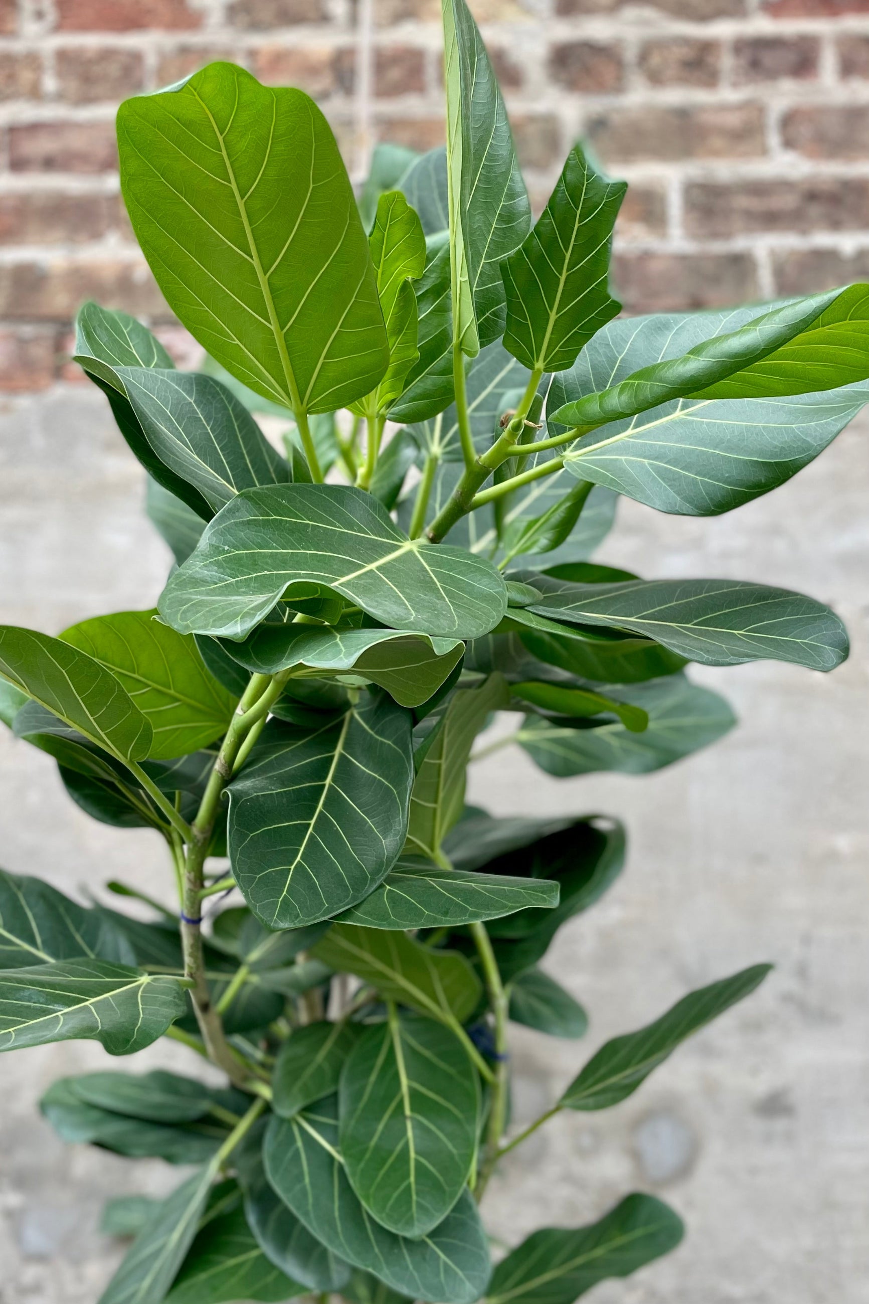detail of Ficus benghalensis 'Audrey' standard form 14" against a grey wall with brick ©Sprout Home