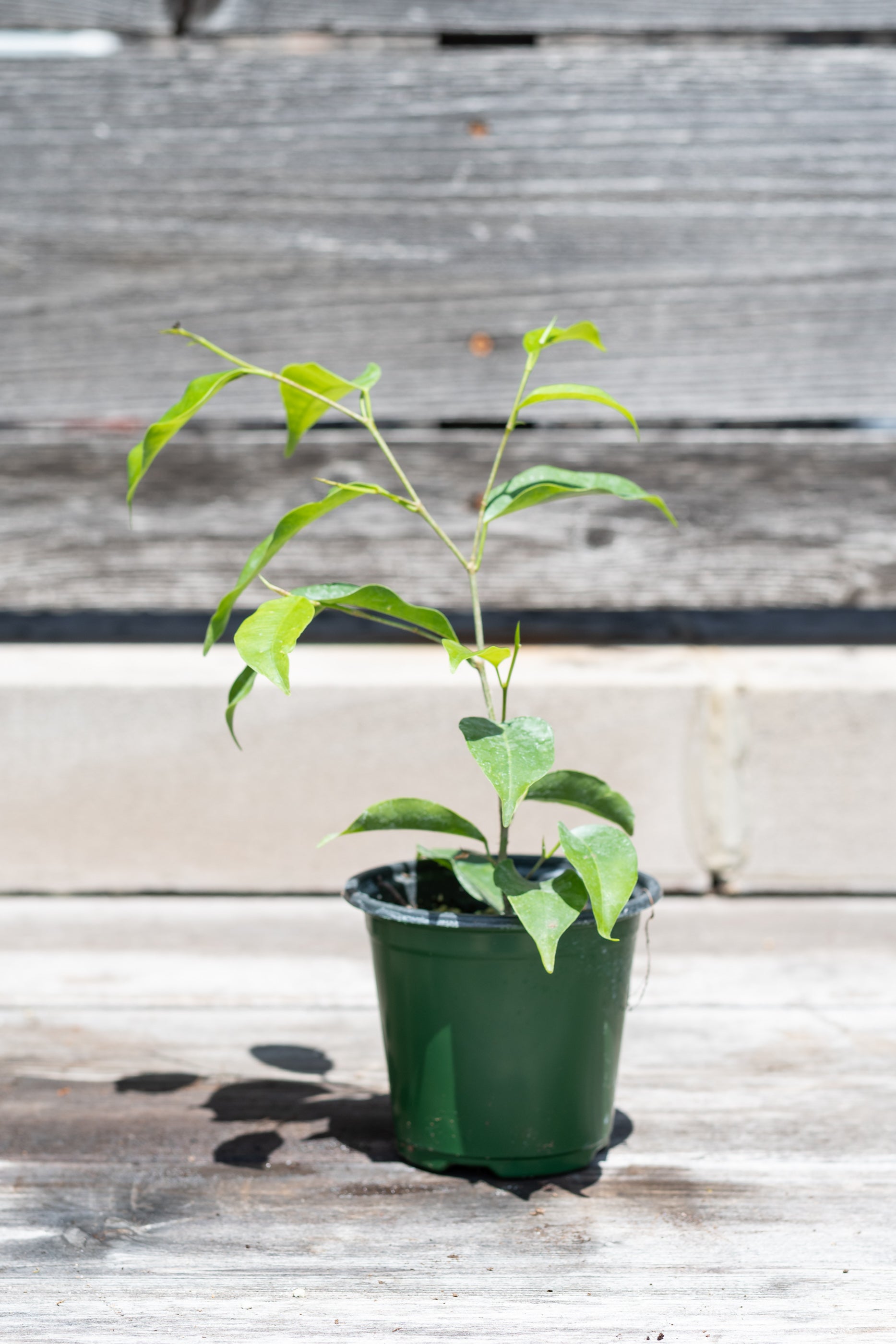 Ficus benjamina 4" in front of grey wood background