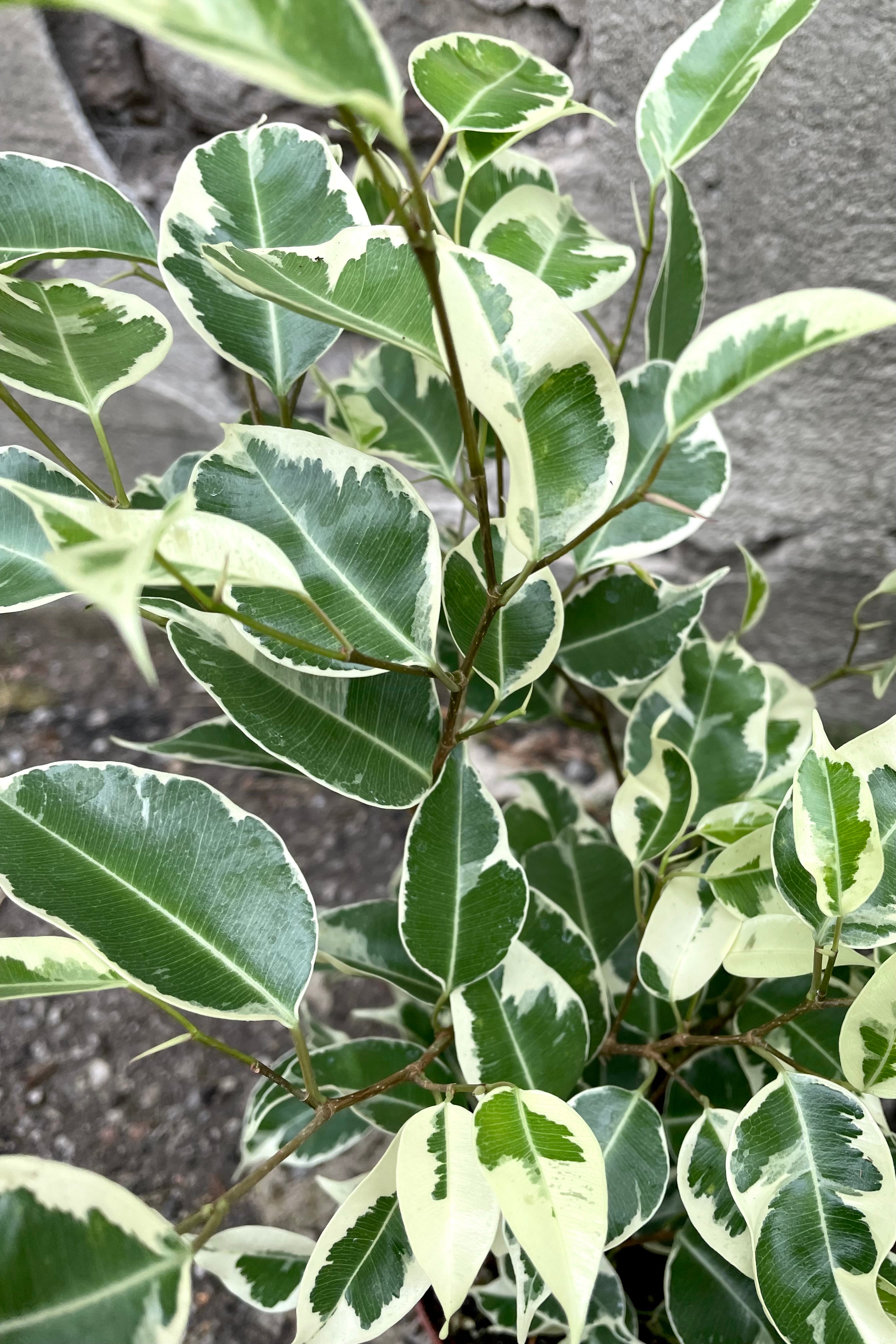 A close-up view of the leaves of one of the variations of the 5" Ficus benjamina against a concrete backdrop