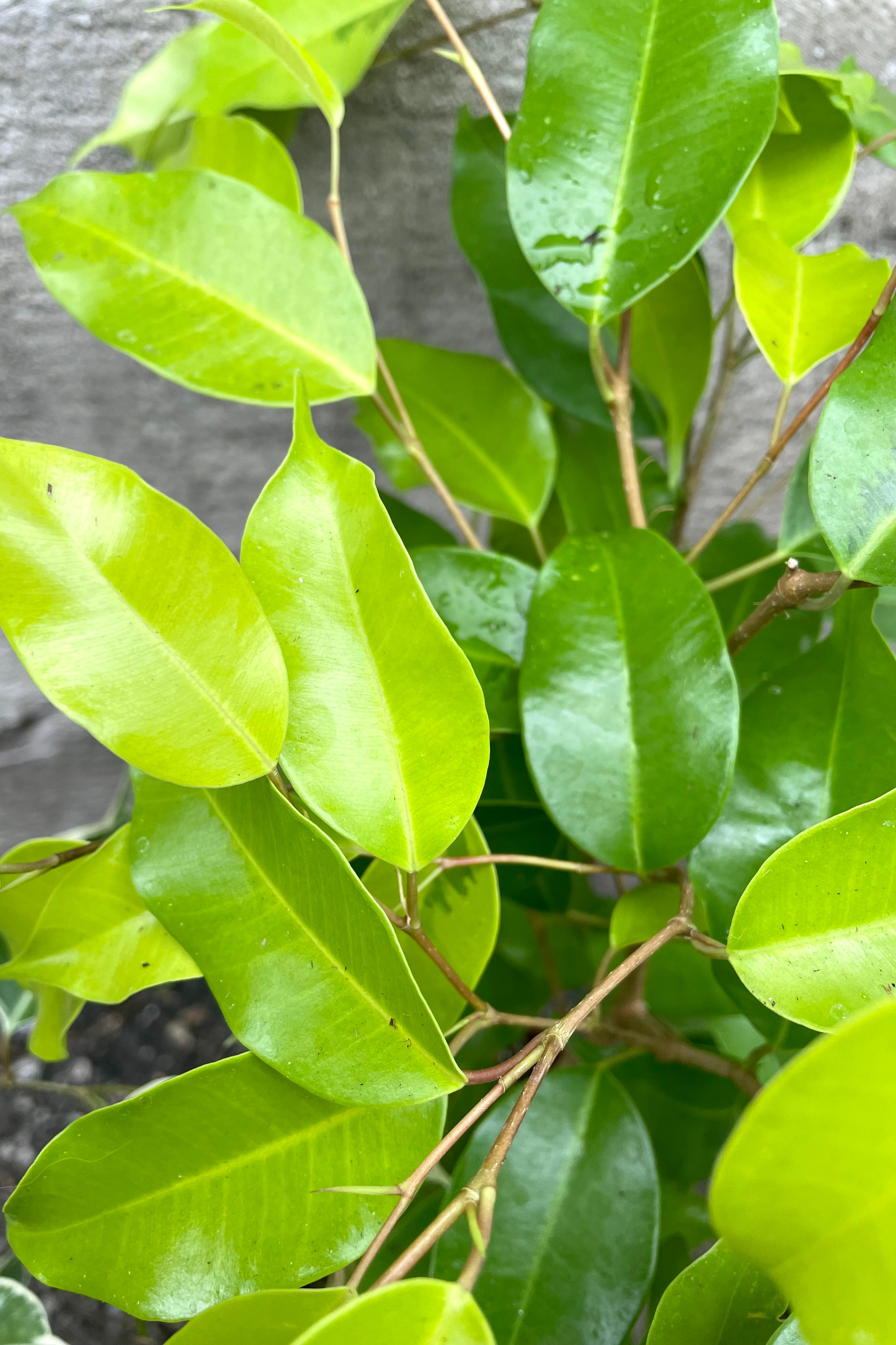 A close-up view of the leaves of one of the variations of the 5" Ficus benjamina against a concrete backdrop