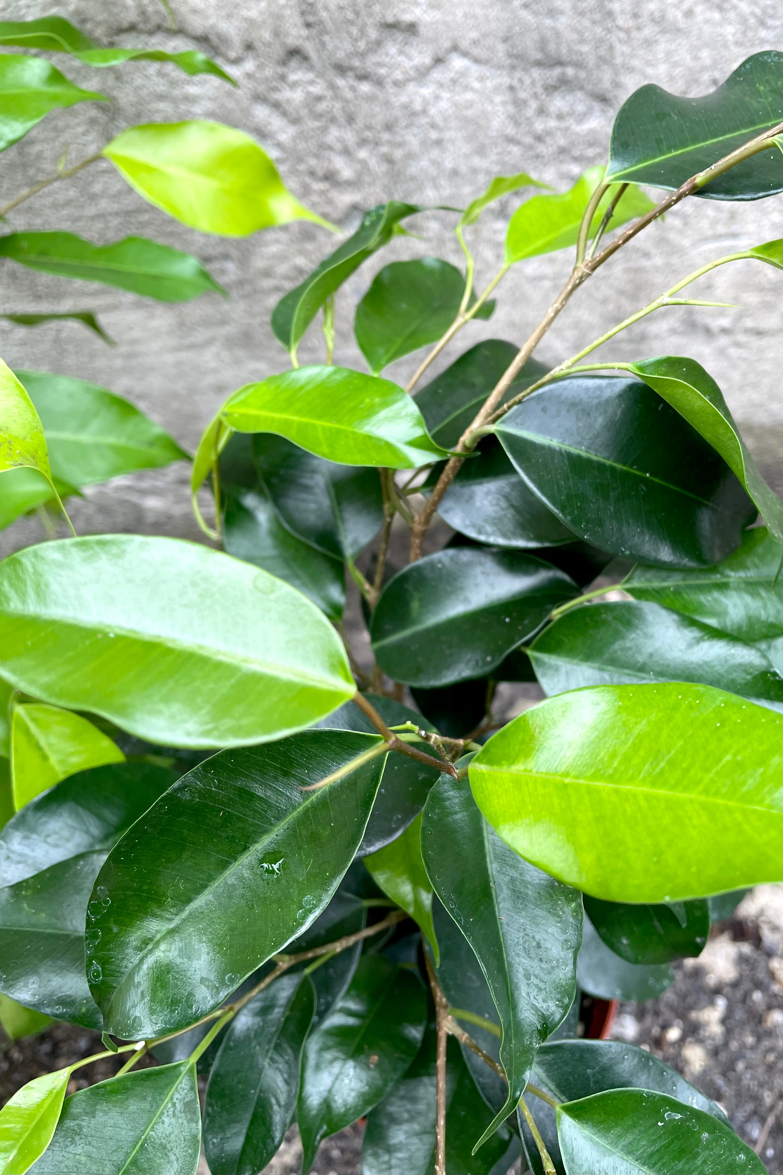 A close-up view of the leaves of one of the variations of the 5" Ficus benjamina against a concrete backdrop