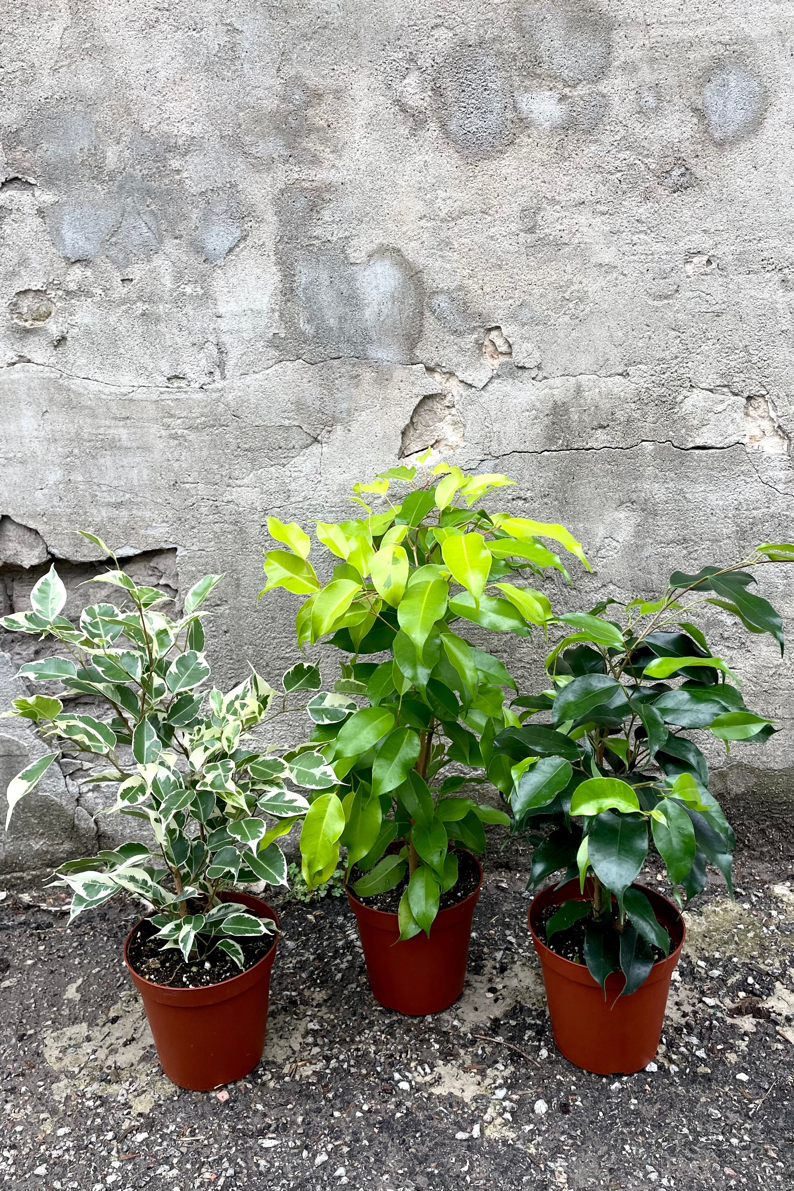 A frontal view of three variations of the 5" Ficus benjamina in grow pots against a concrete backdrop