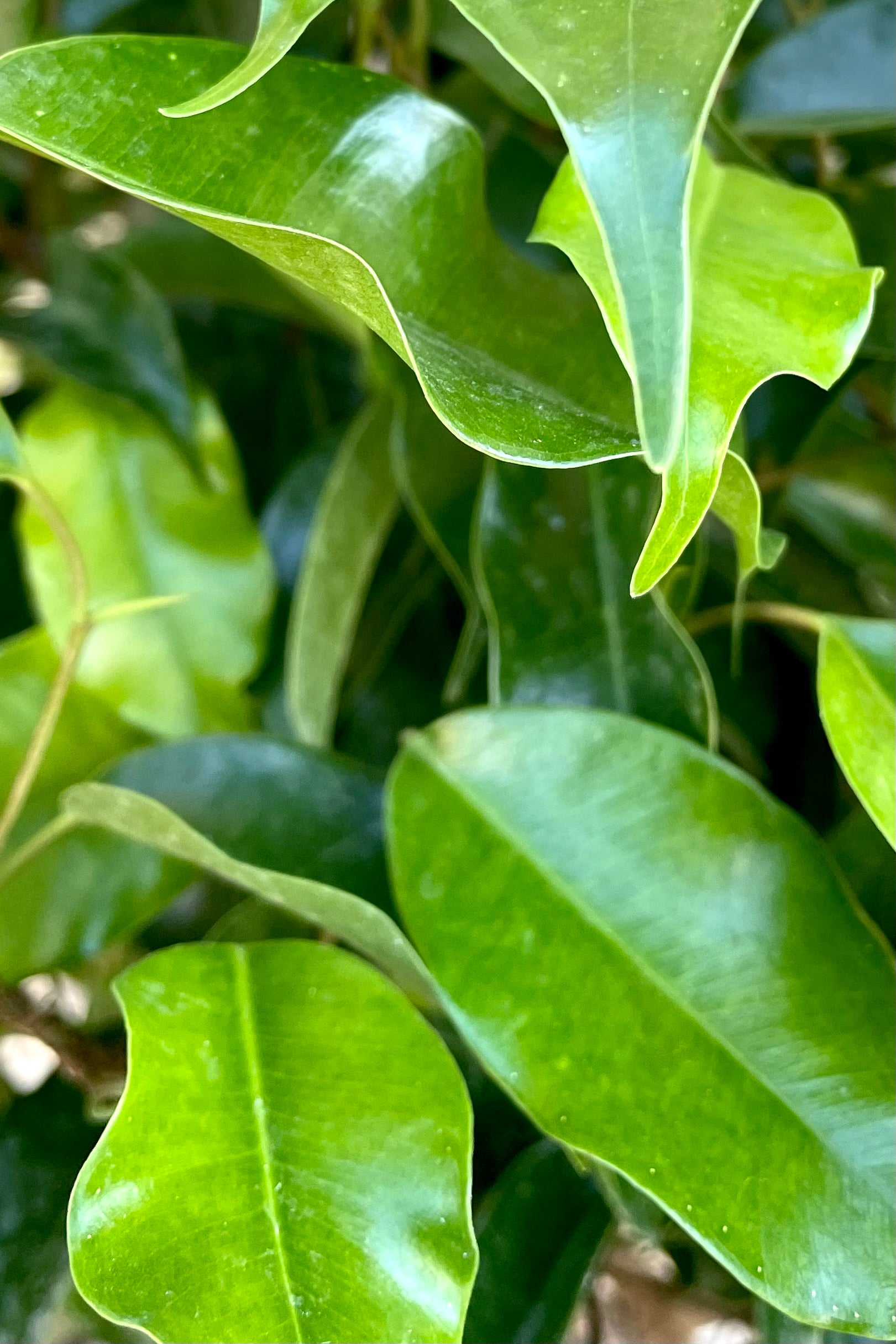 A detailed view of Ficus benjamina standard form 8" ©Sprout Home