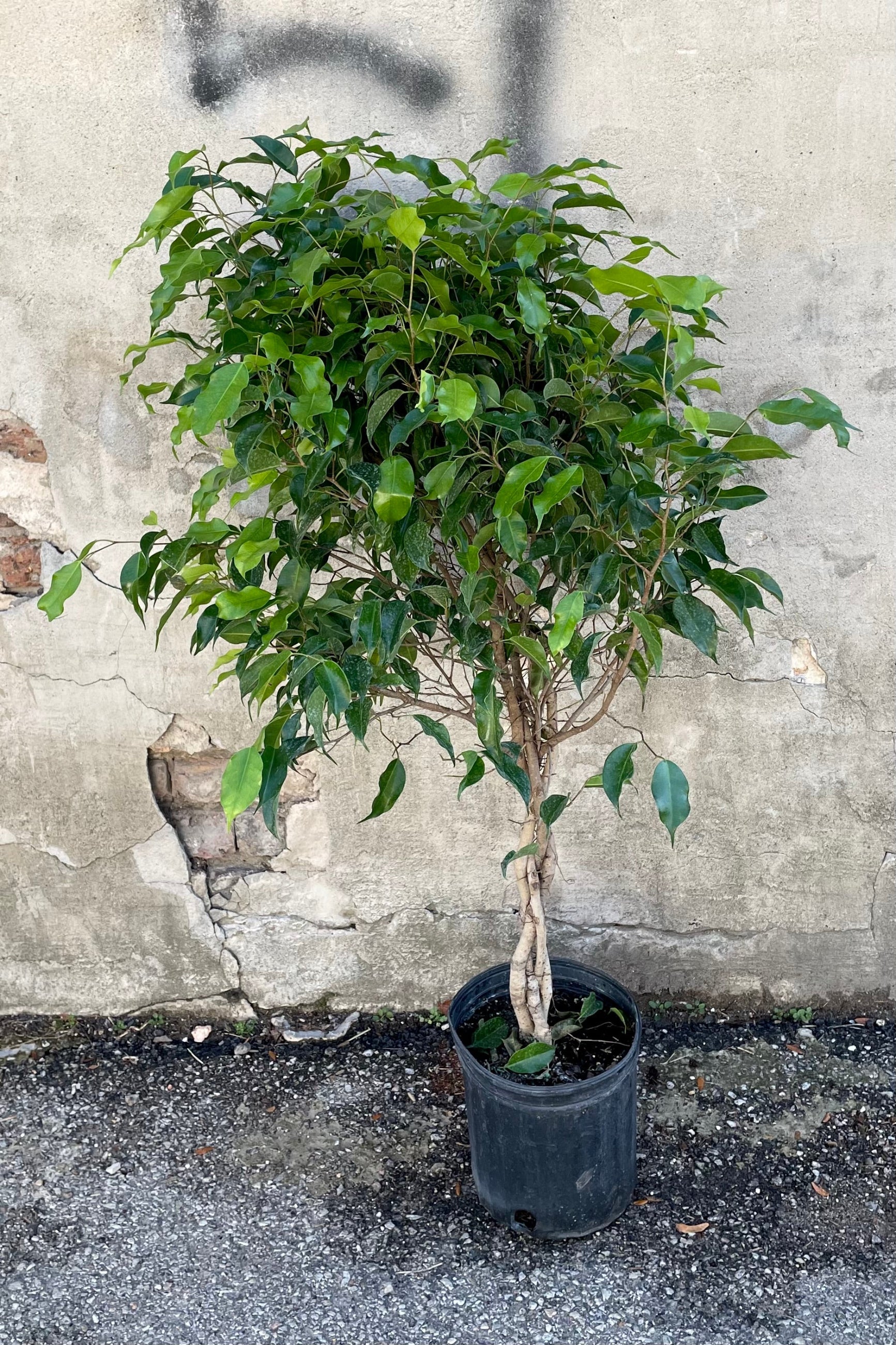A full view of Ficus benjamina standard form 8" against a concrete backdrop ©Sprout Home