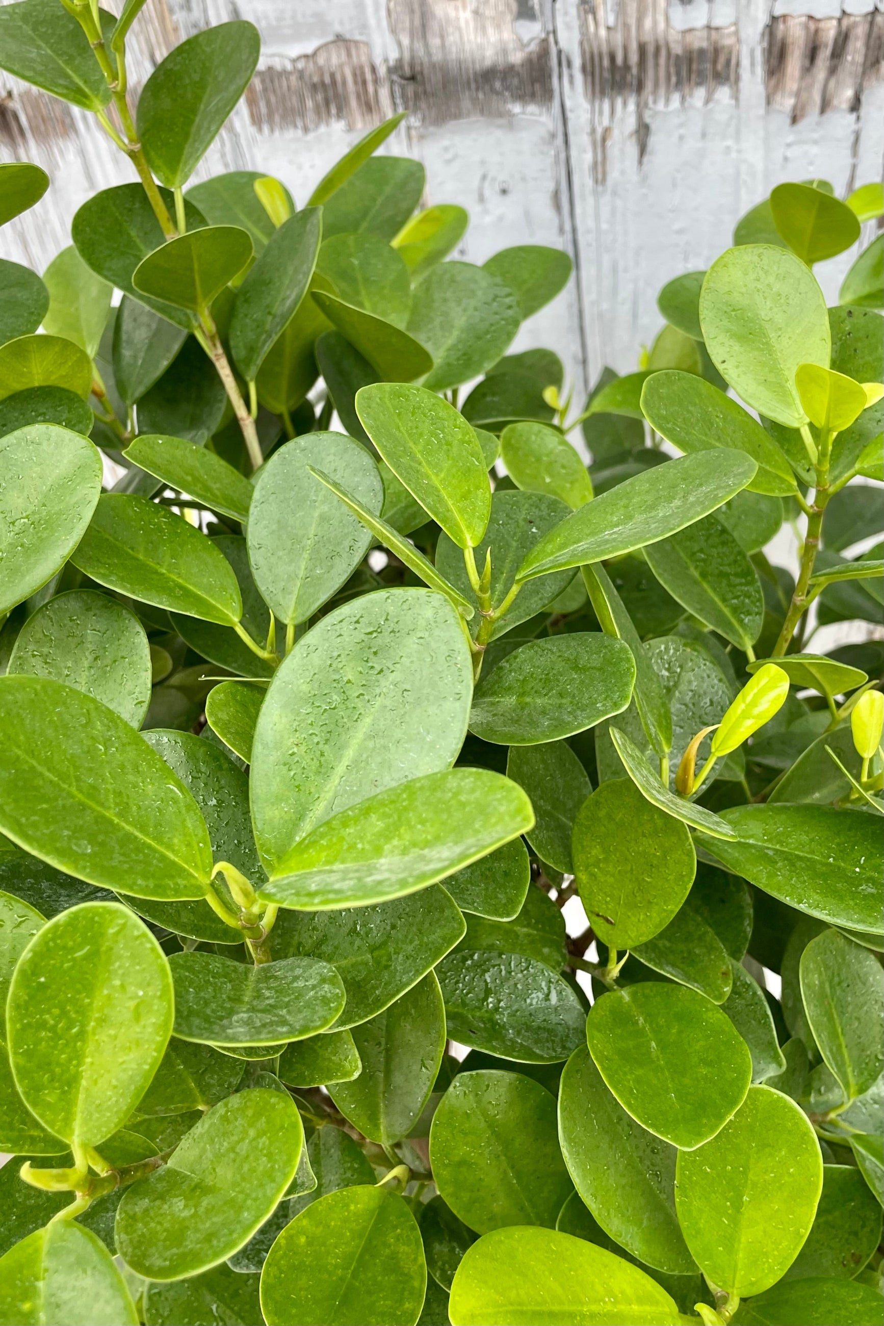 A detailed leaf view of Ficus benjamina 'Daniella' 10" against wooden backdrop ©Sprout Home