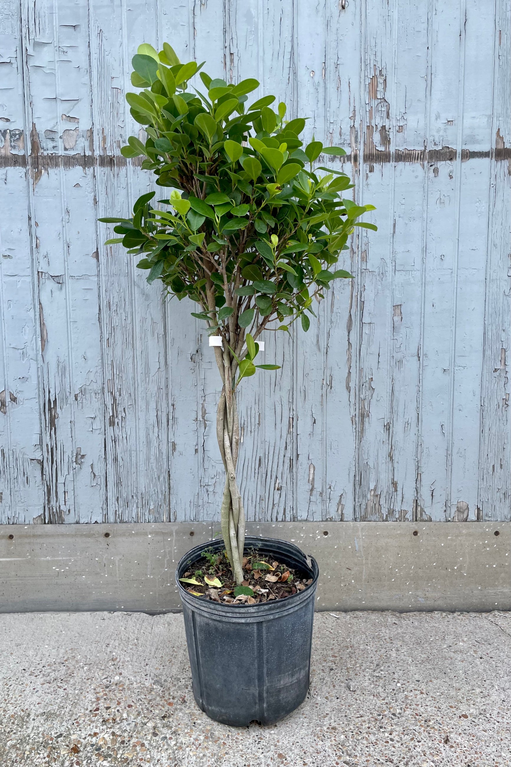 A full view of Ficus benjamina 'Daniella' 10" in grow pot against wooden backdrop ©Sprout Home