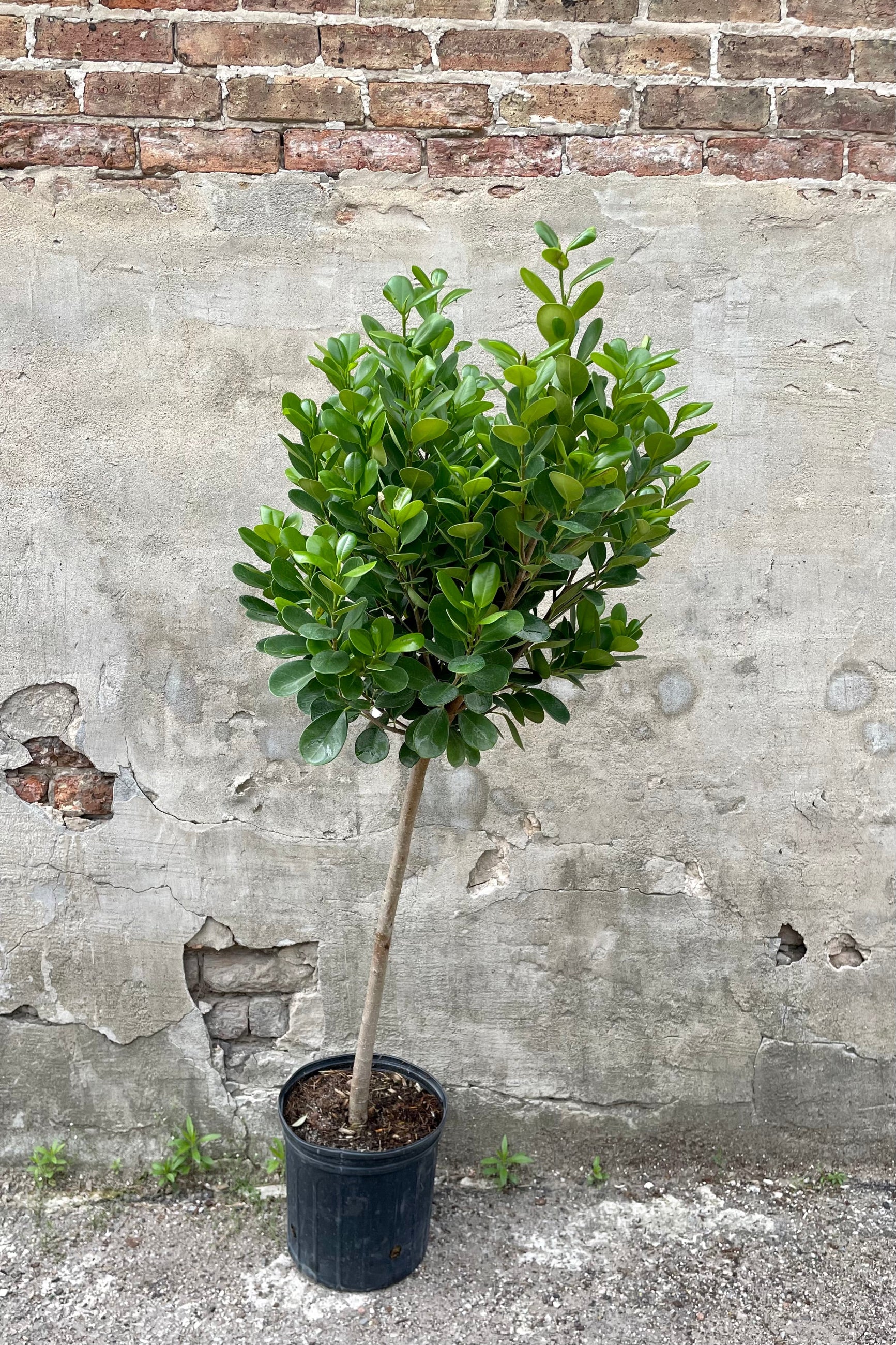 Ficus benjamina 'Daniella' 10" black growers pot with lush green leaves against a grey wall ©Sprout Home