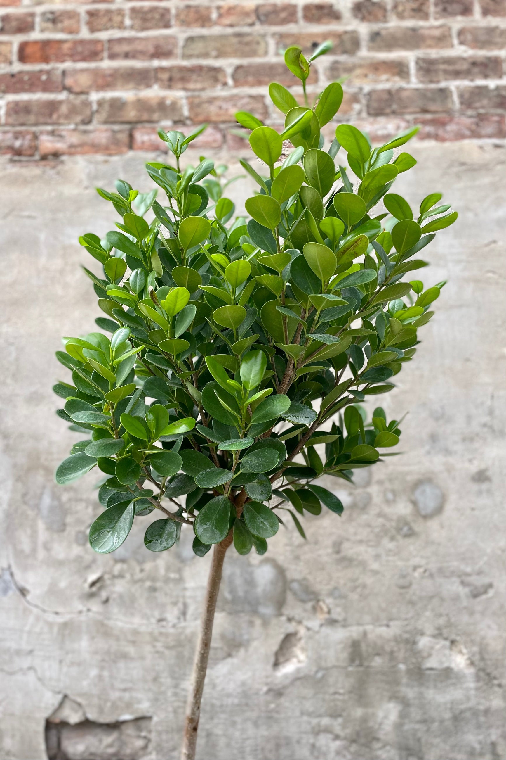 detail of Ficus benjamina 'Daniella' 10" with lush green leaves against a grey wall ©Sprout Home