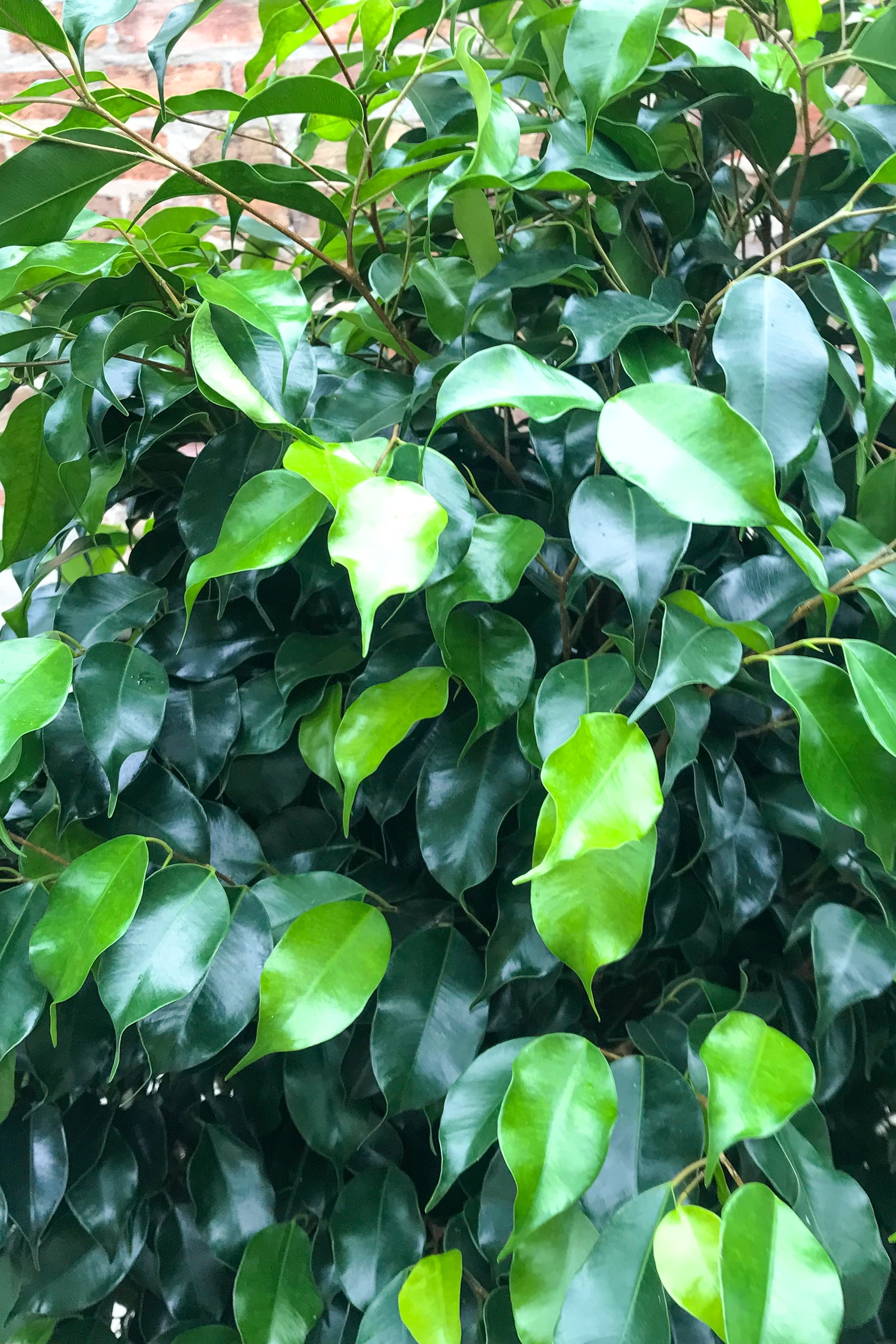 Close up of Ficus benjamina 'Midnight' leaves