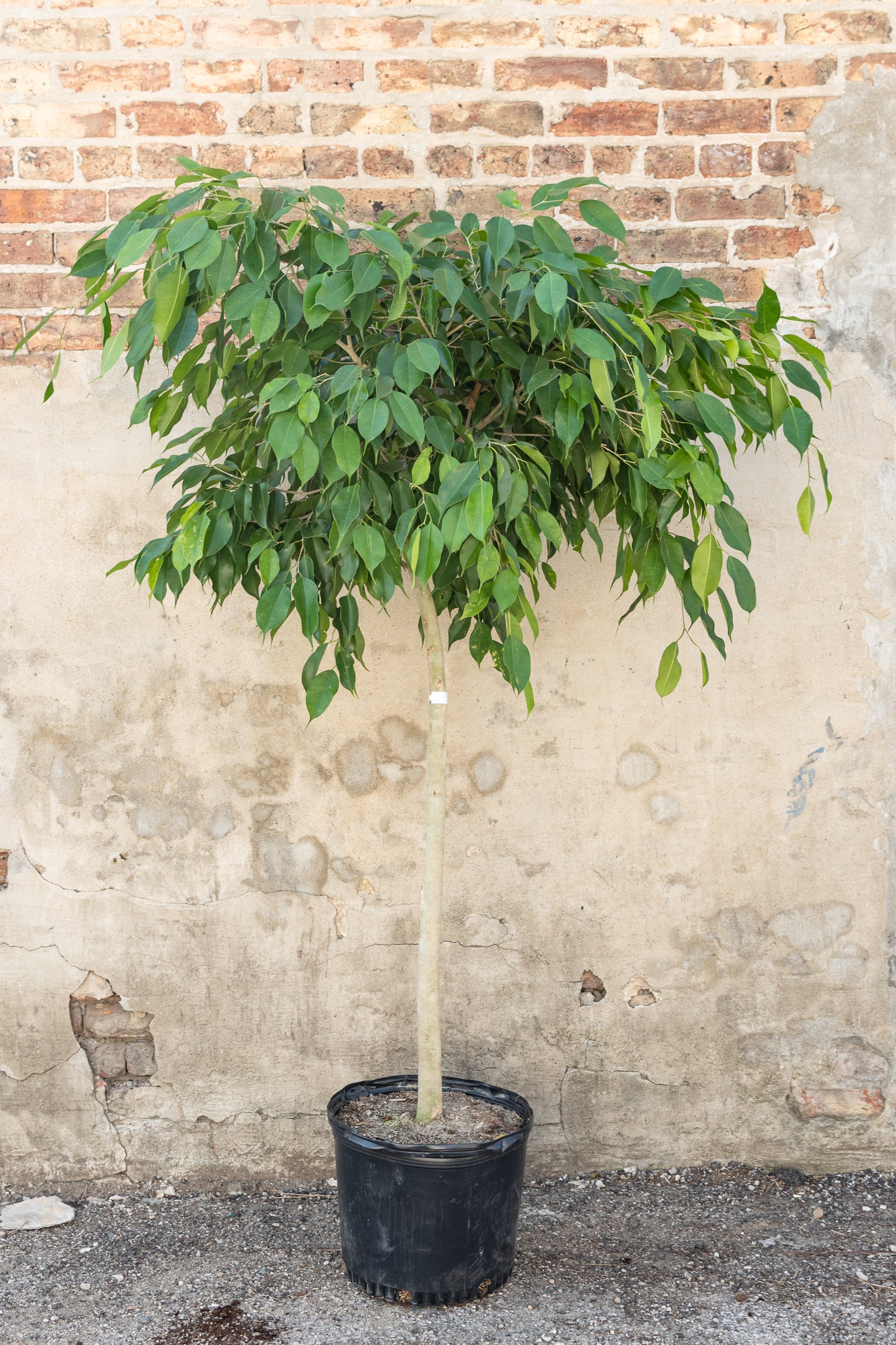 FIcus nudă în a 14" growers pot grown in to a tree form against a brick wall ©Sprout Home