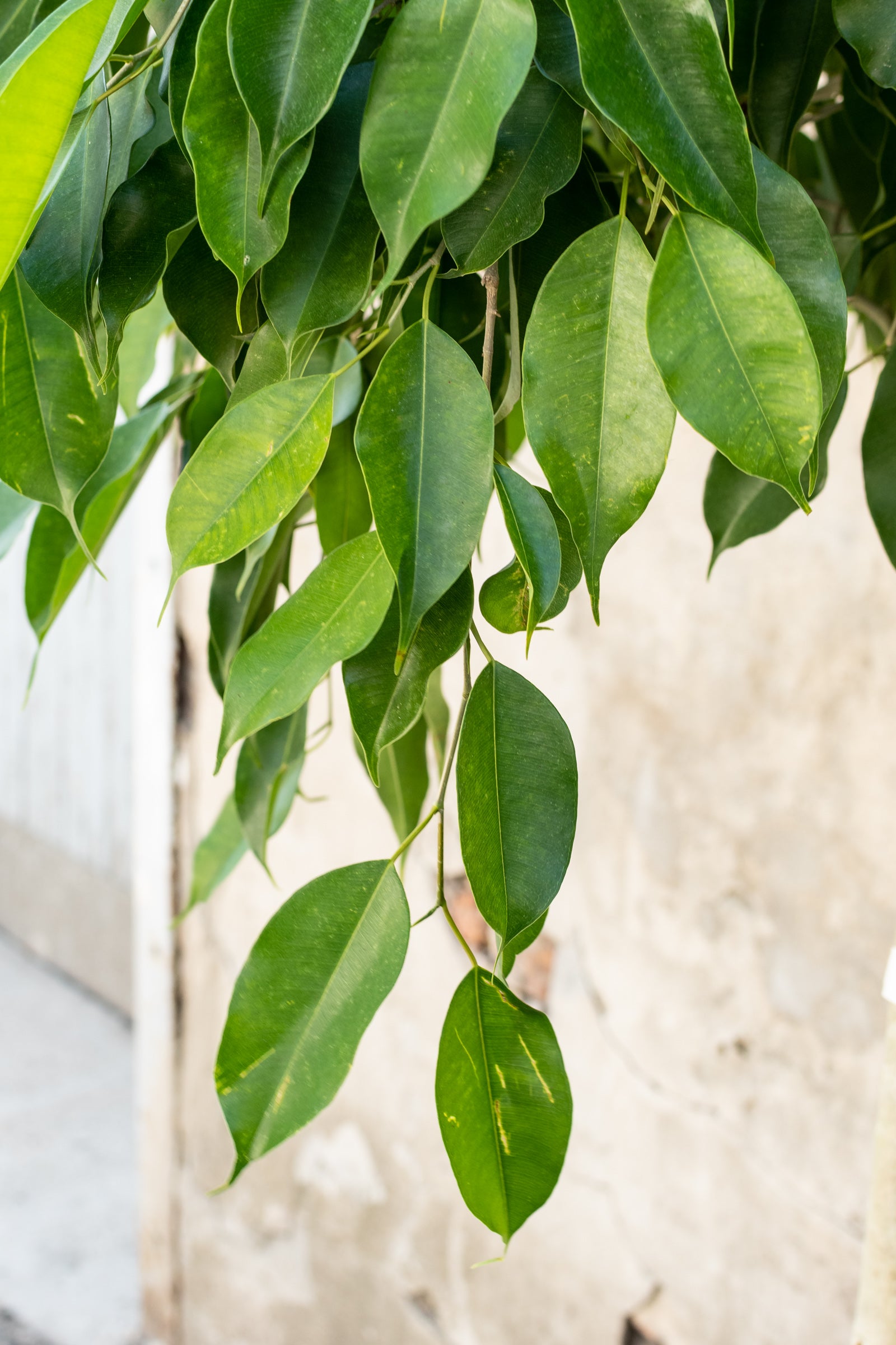 A Ficus benjamina nuda plant with green leaves, trained to have a single trunk and grow in a standard form, partially drooping its leaves. ©Sprout Home