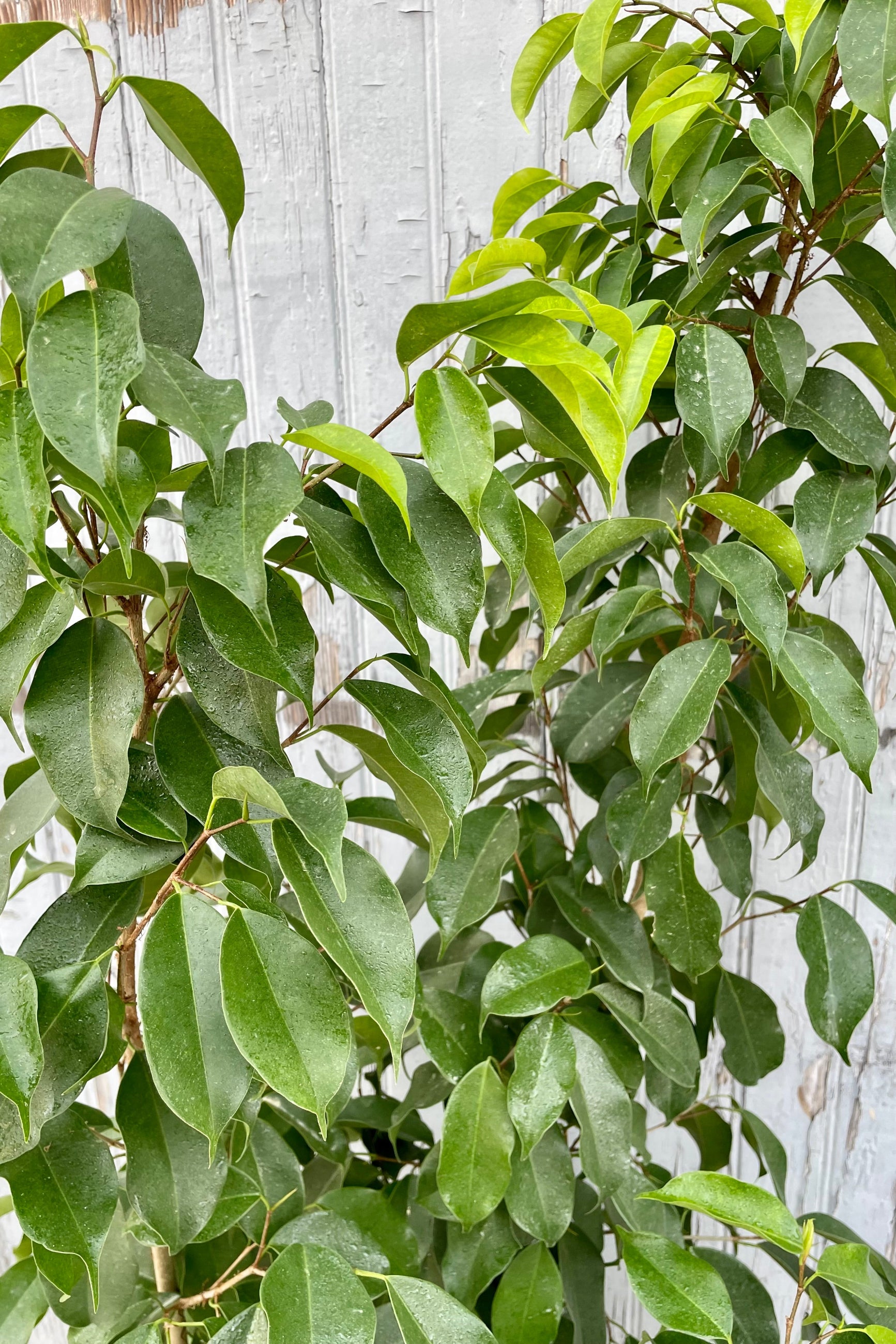 A detailed leaf view of Ficus benjamina 'Spire' 10" against wooden backdrop ©Sprout Home