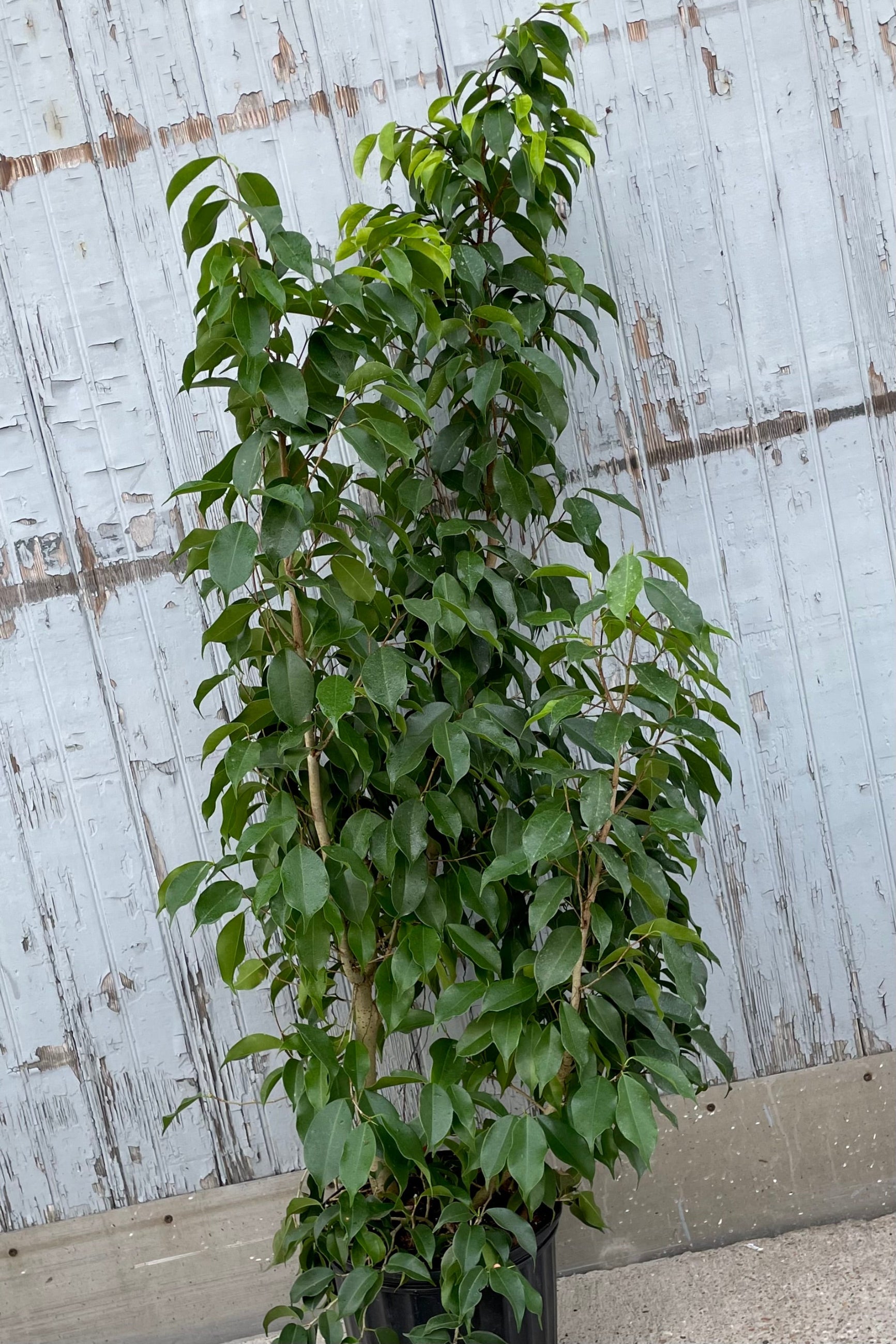 A full view of Ficus benjamina 'Spire' 10" in grow pot against wooden backdrop ©Sprout Home