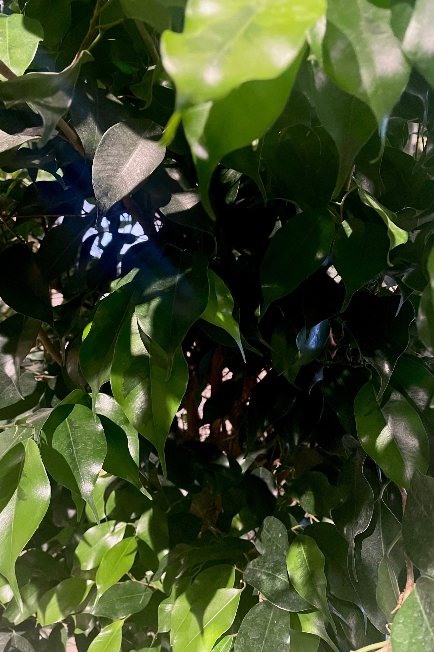 A detailed view of the leaves of the Ficus benjamina 'Spire' 14" ©Sprout Home