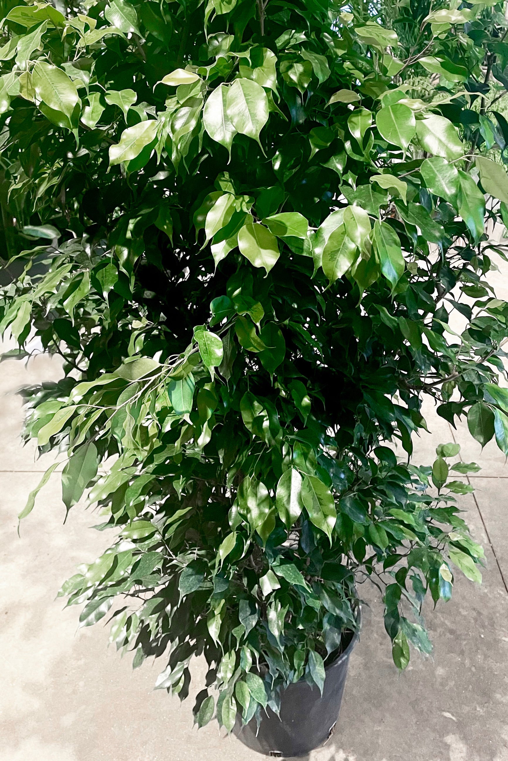 A slight overhead full view of Ficus benjamina 14" against concrete backdrop ©Sprout Home